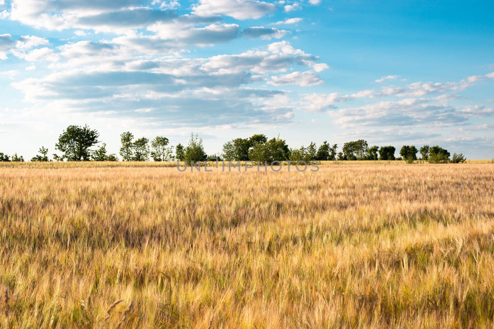 Field with cultivated barley Germany, harvest in the summer, agriculture for food, farmland on the countryside