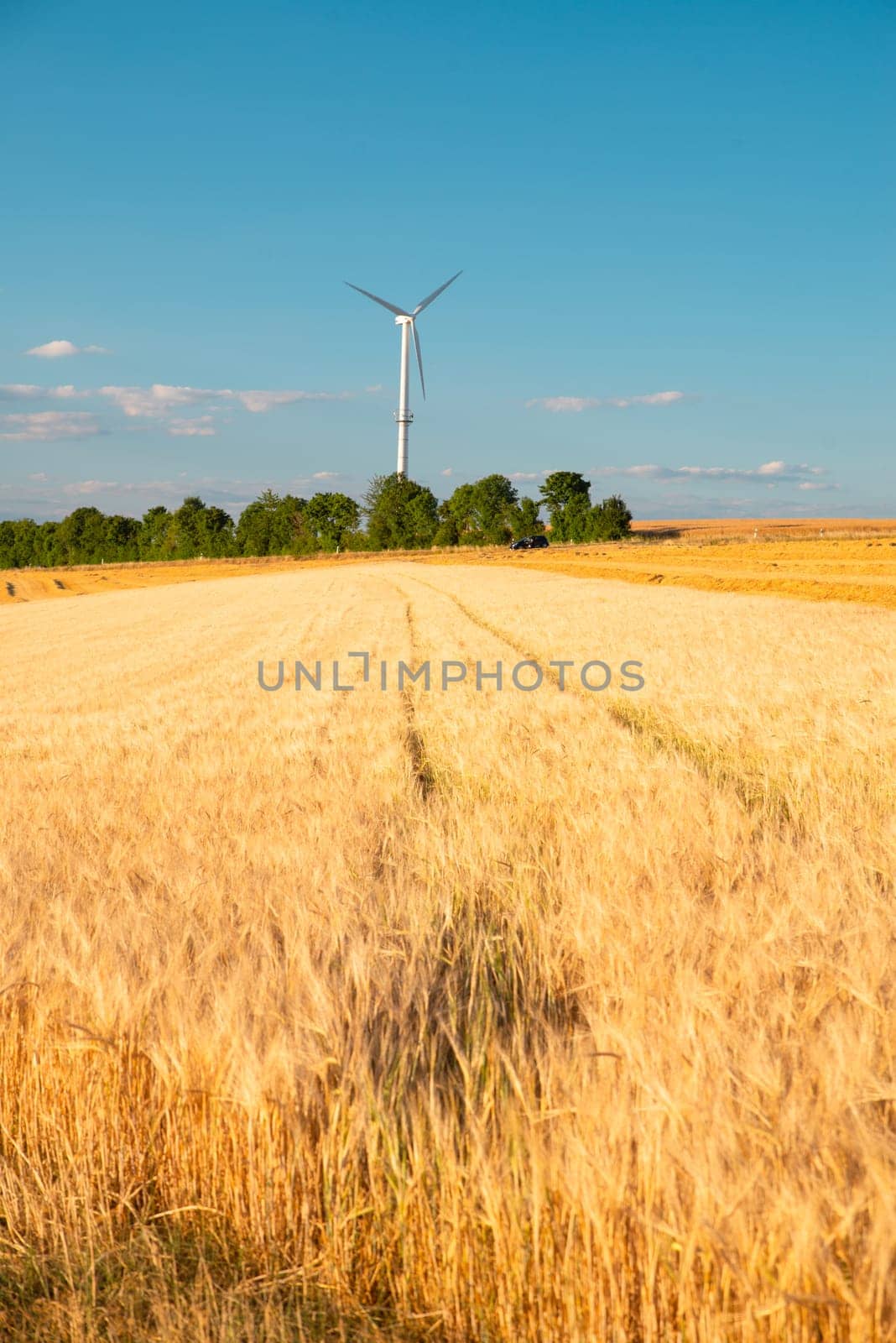 Field with cultivated barley Germany, harvest in the summer, agriculture for food, farmland on the countryside