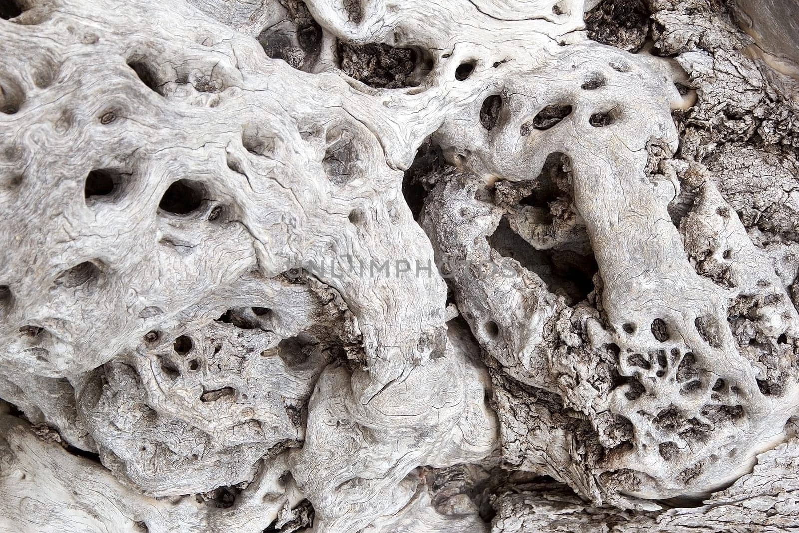 Surface of an ancient olive tree trunk