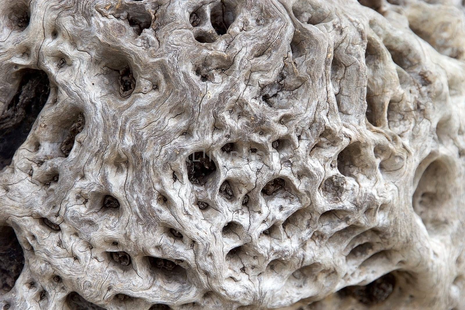 Surface of an ancient olive tree trunk