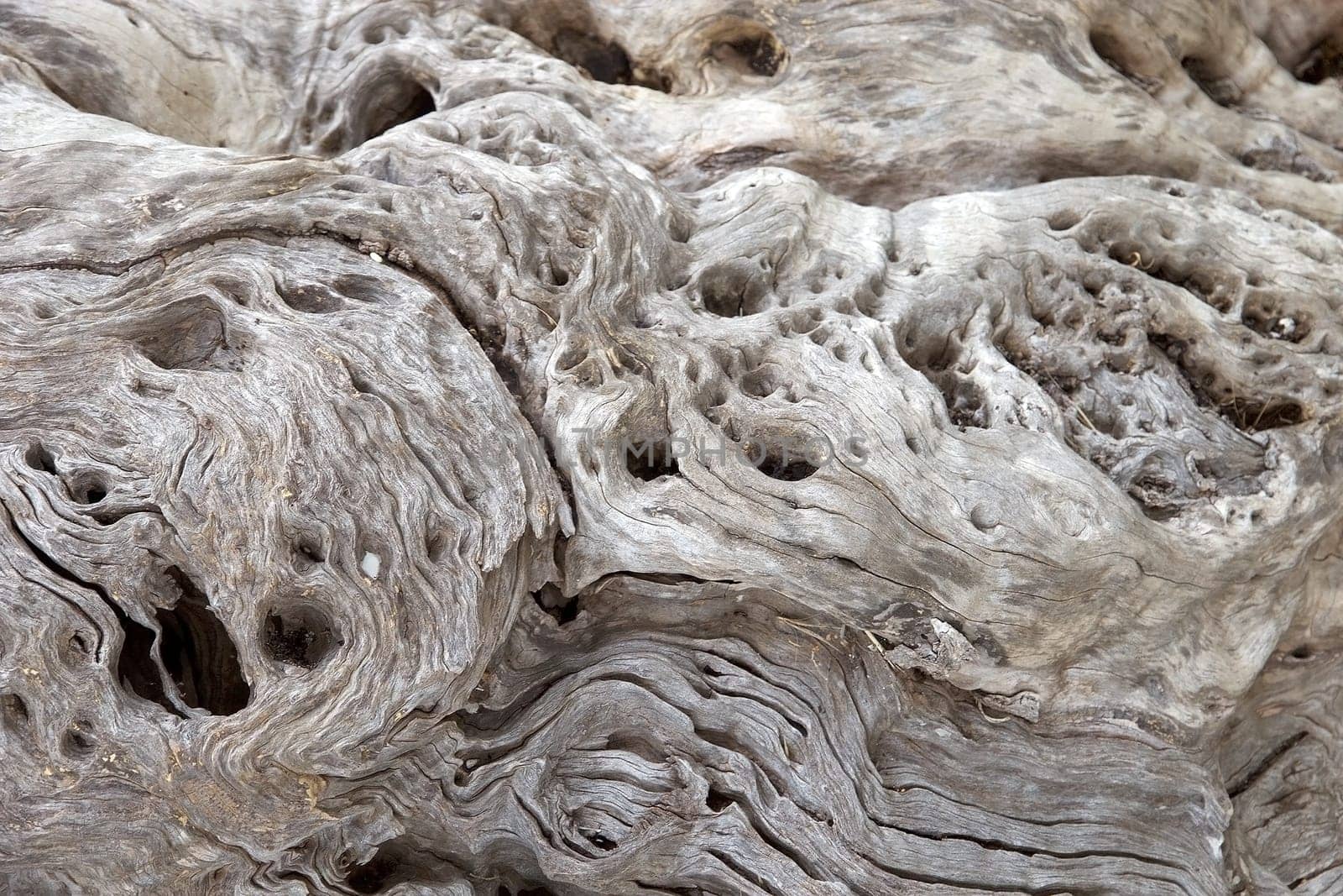 Surface of an ancient olive tree trunk
