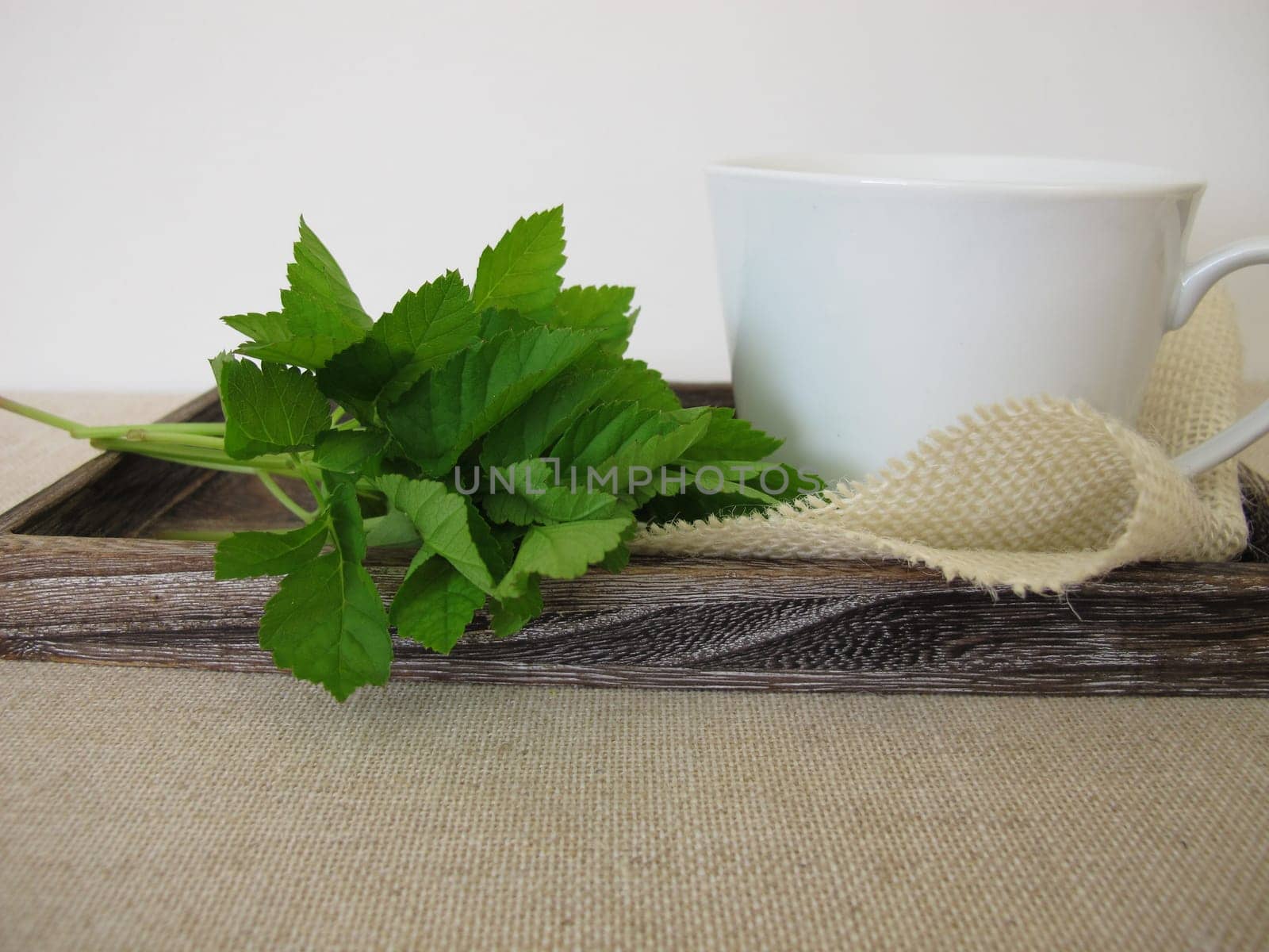 A cup of herbal tea with goutweed herbs