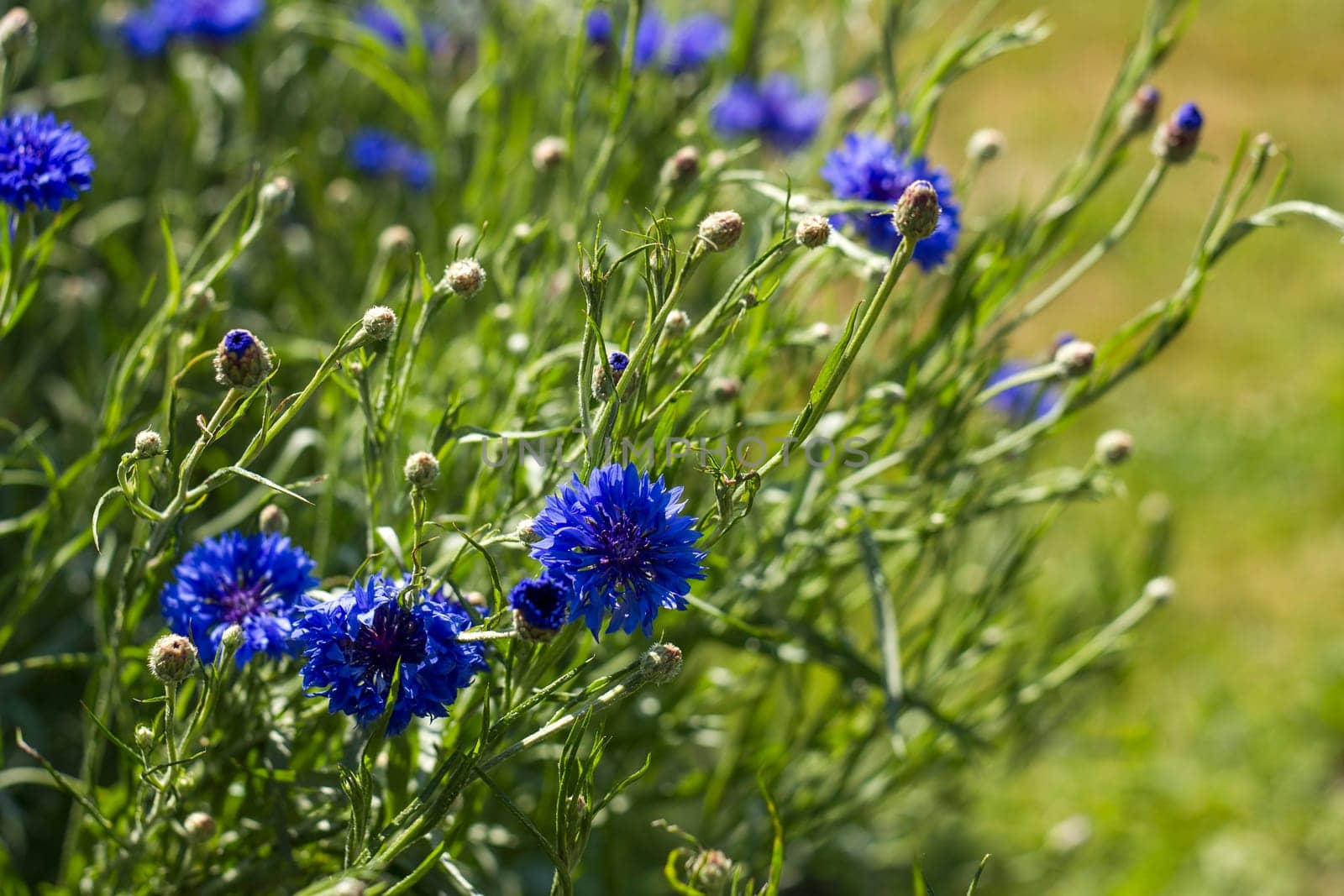 cornflowers in the garden - soft focus