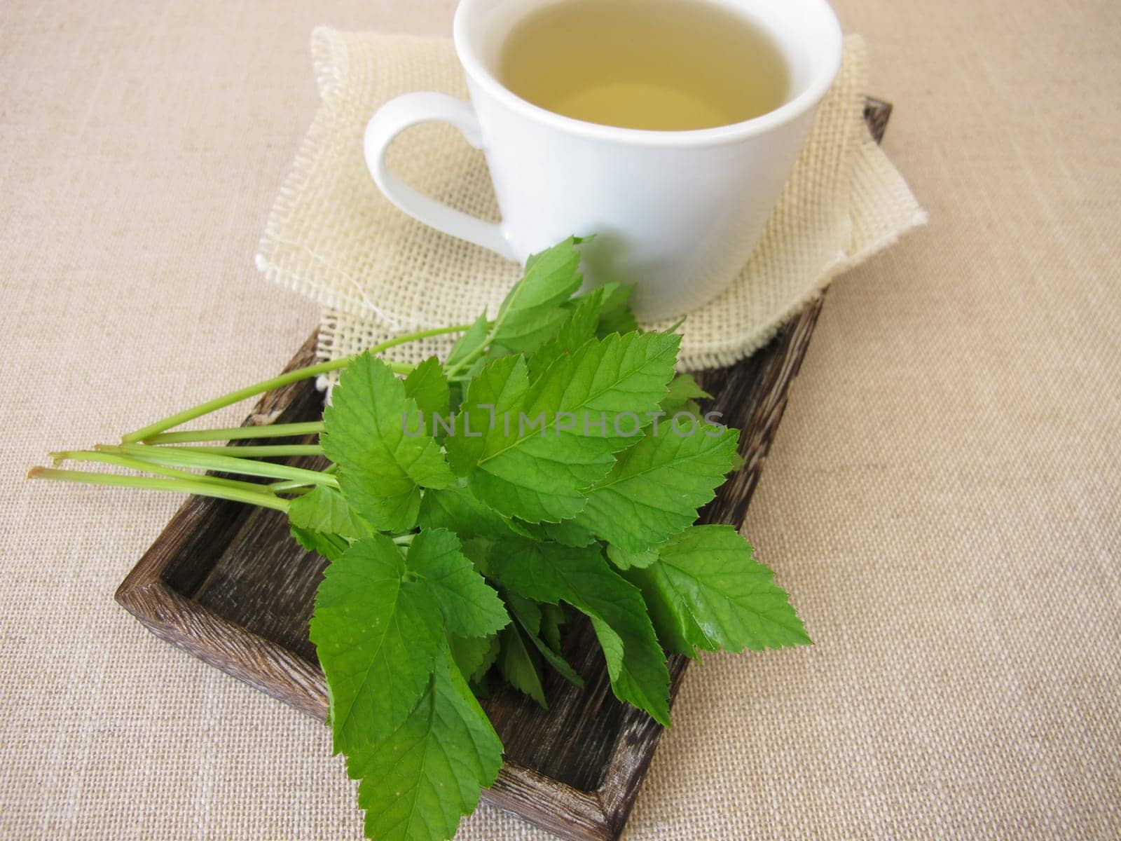 A cup of herbal tea with goutweed herbs