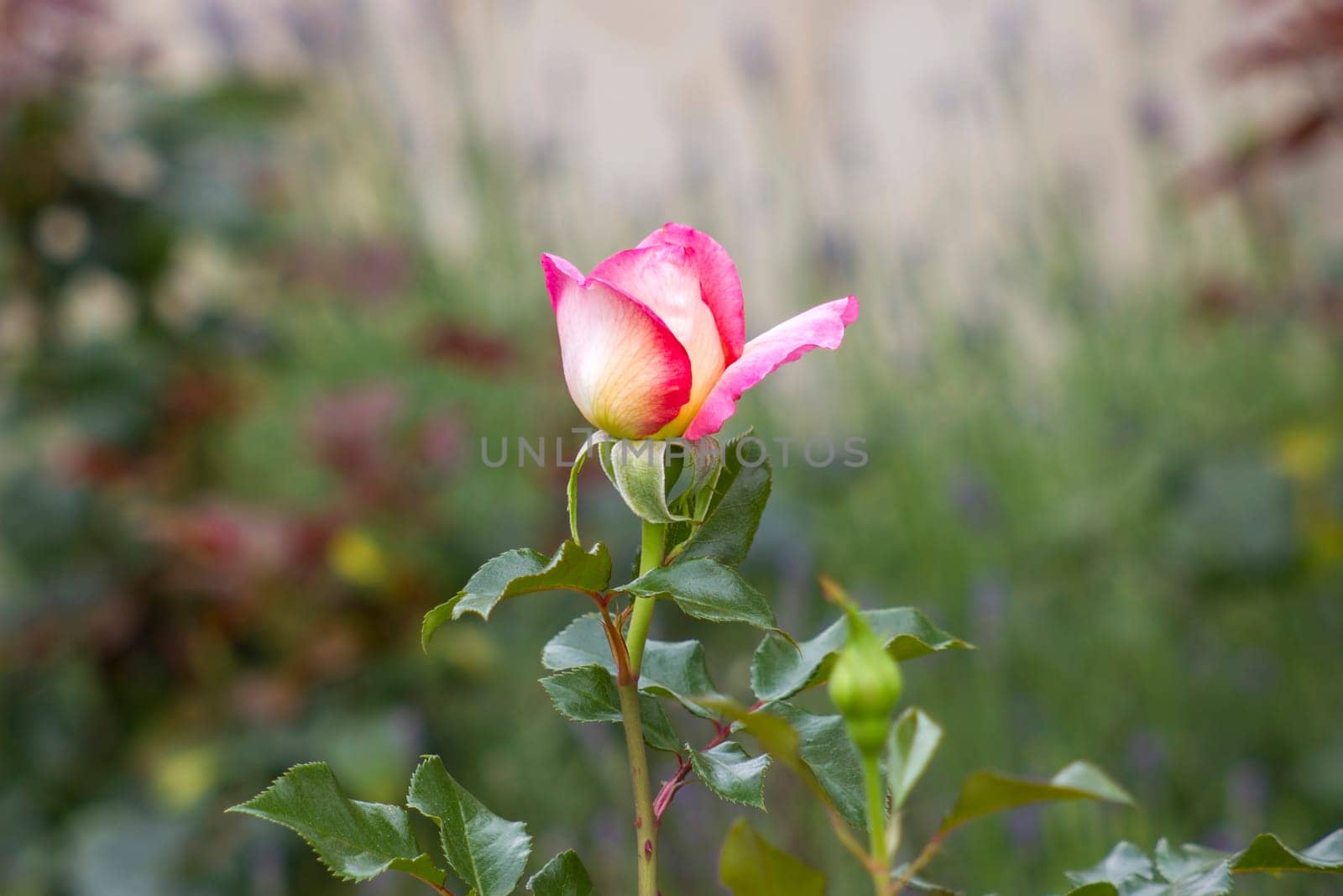 pink rose in the garden - soft focus - blurred background