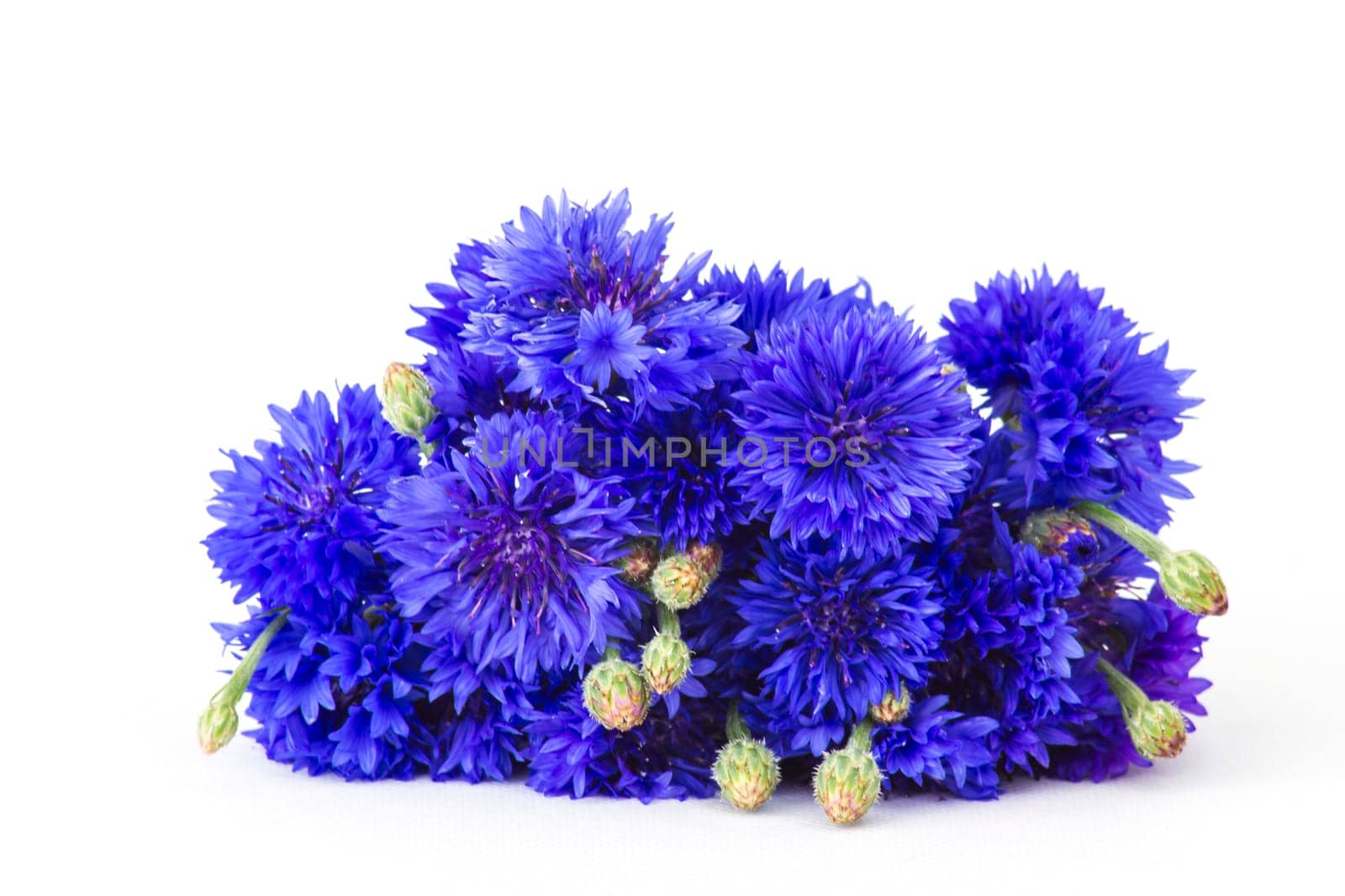 cornflowers on white background - close up