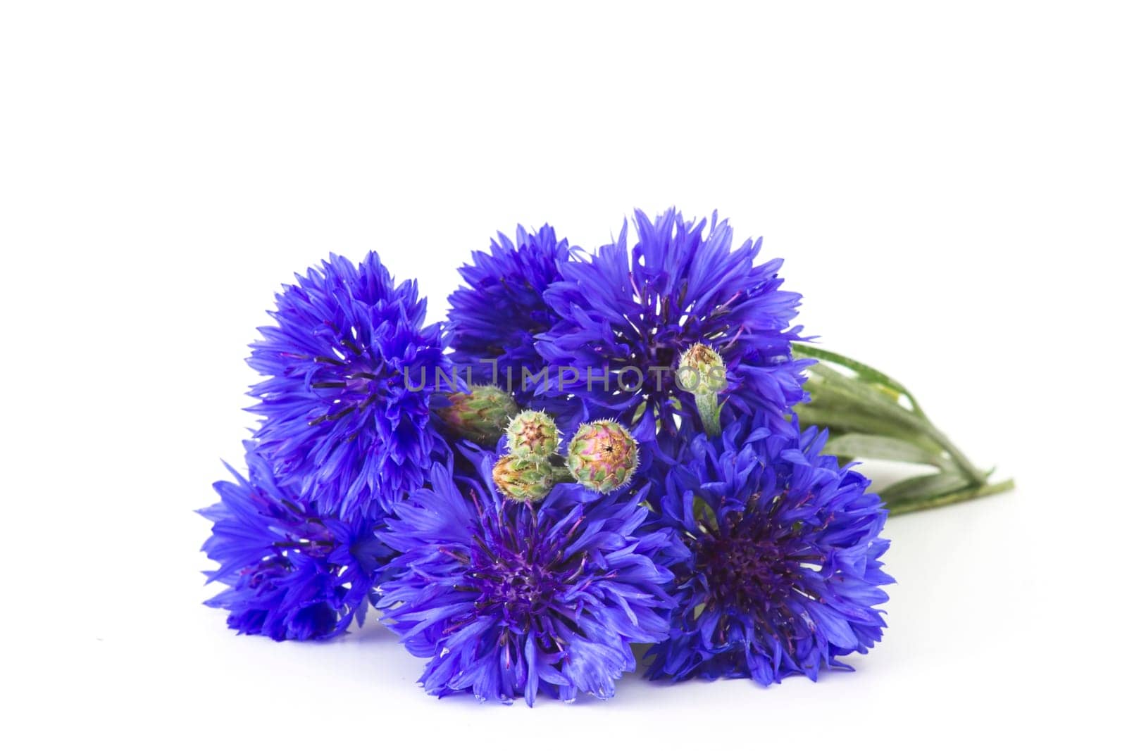 cornflowers on white background - close up