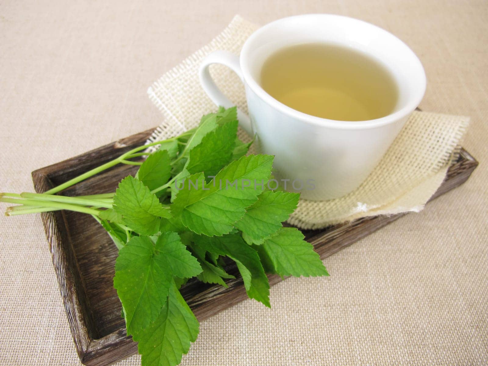 A cup of herbal tea with goutweed herbs