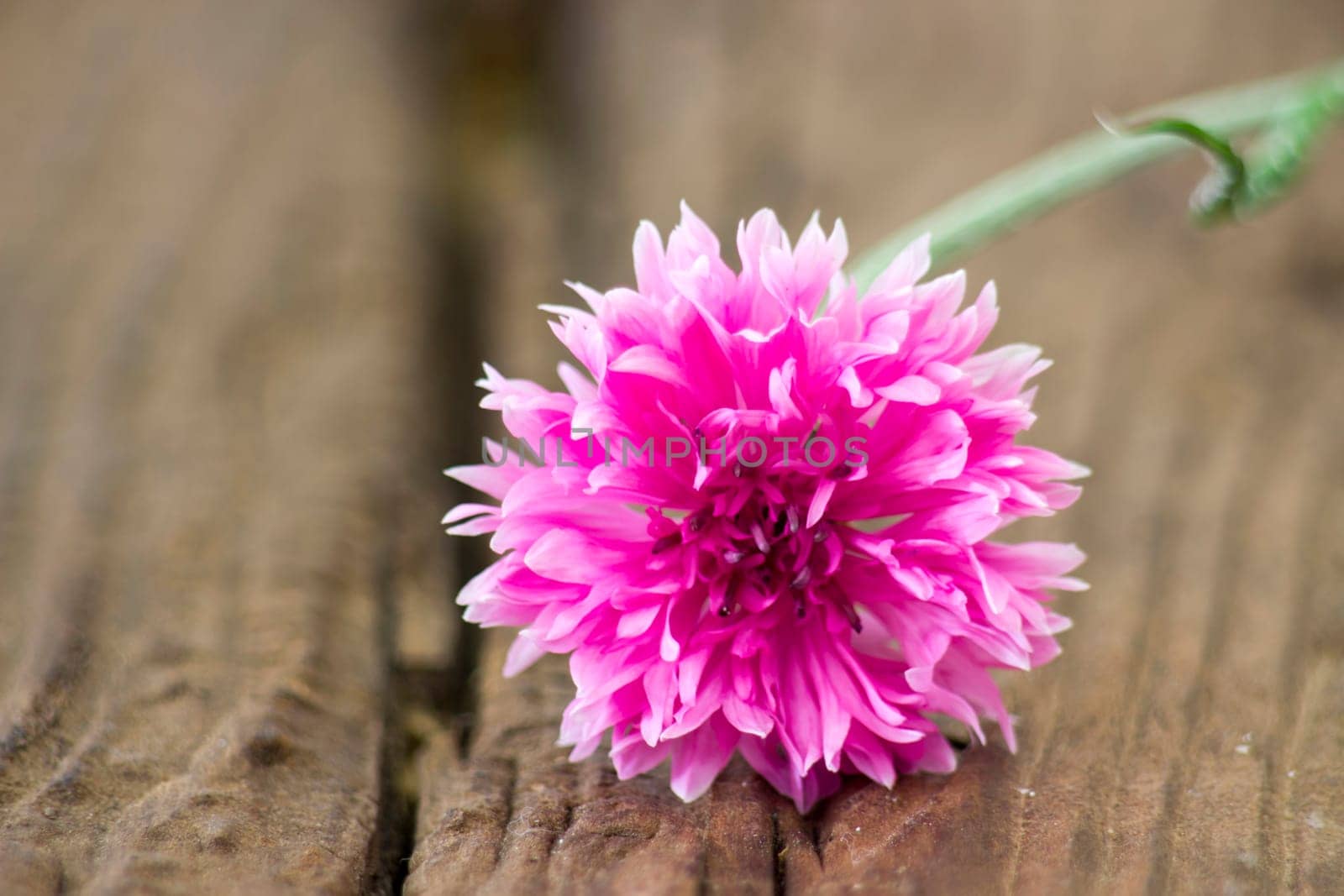pink cornflower on wooden background - close up
