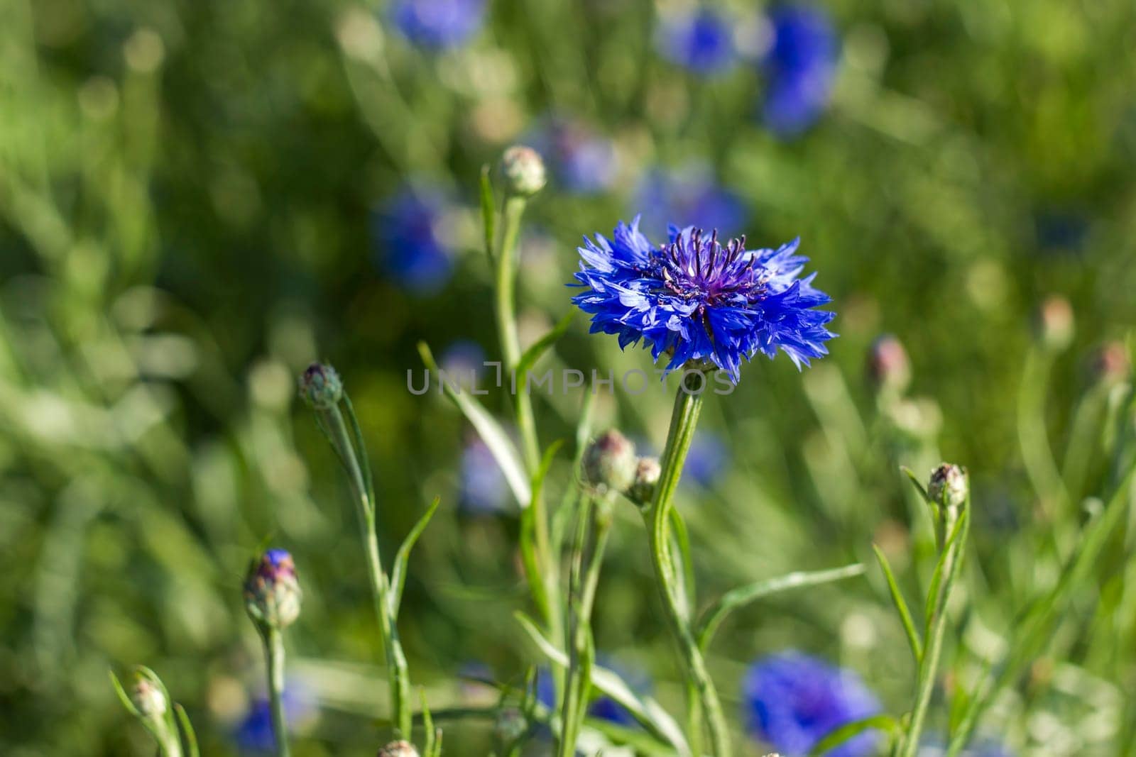 cornflowers in the garden - soft focus