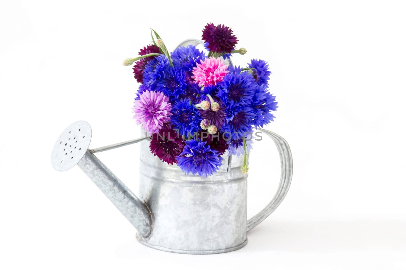 colorful cornflowers in watering can on white background