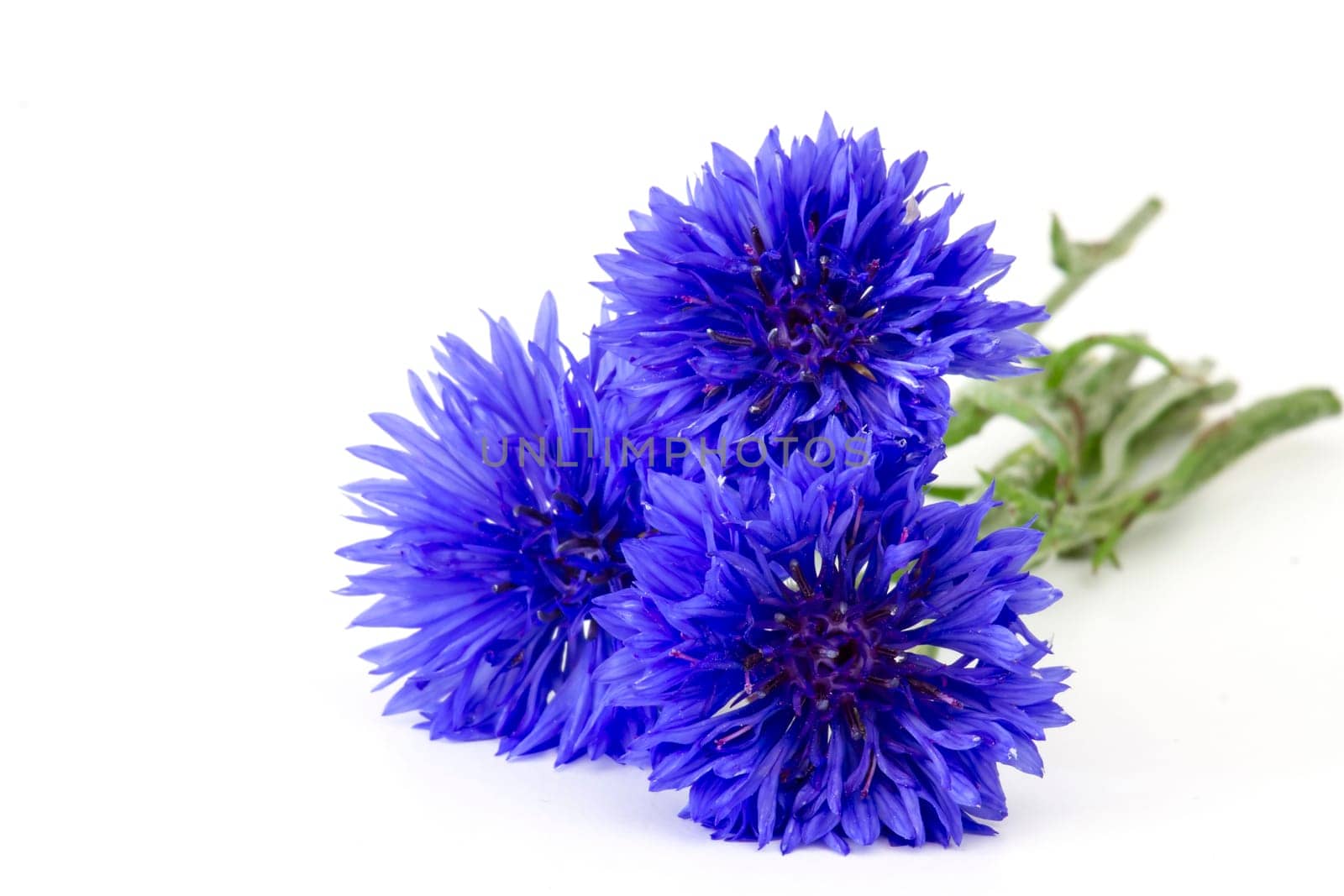 cornflowers on white background - close up