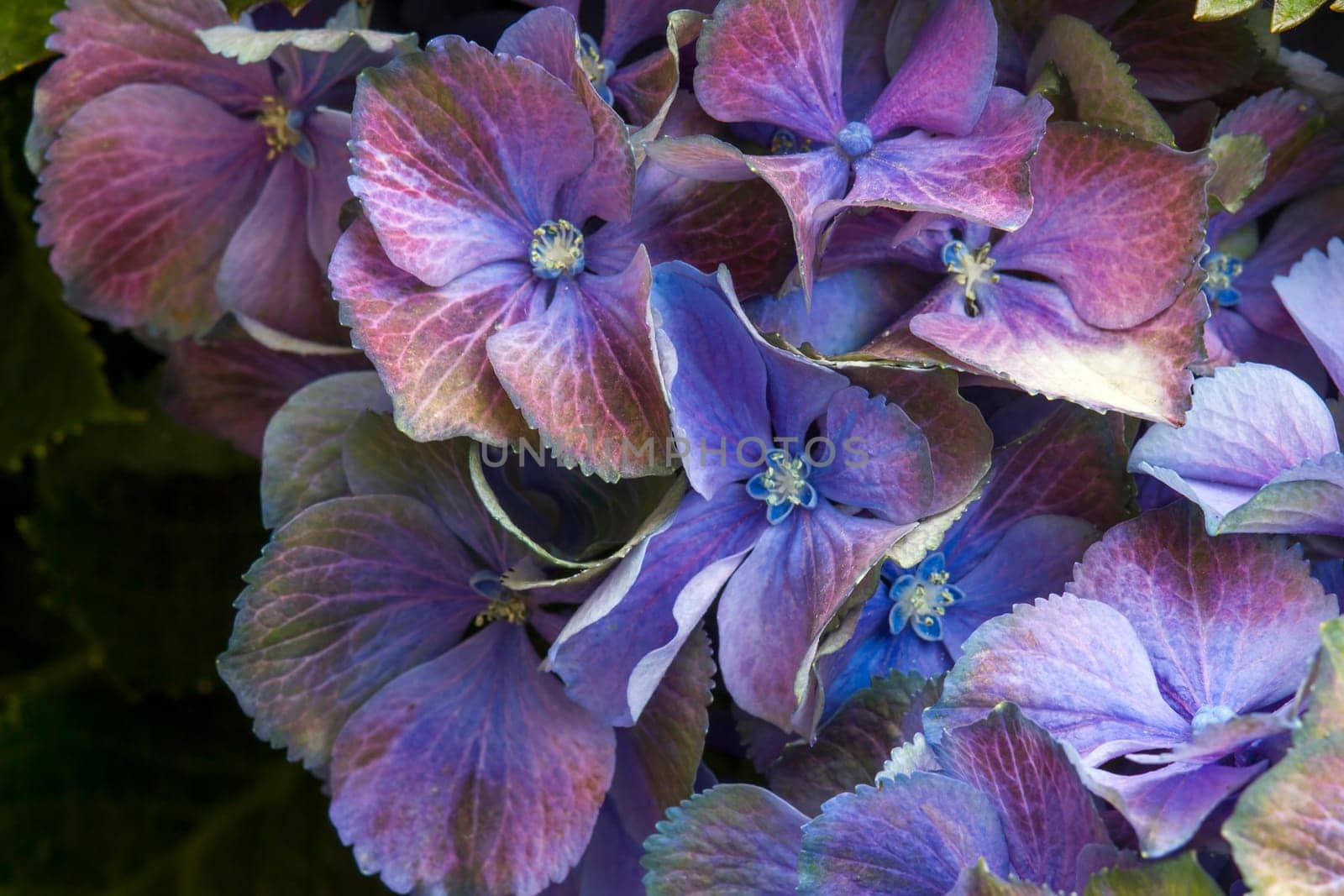 Macro image, blue hydrangea flower background