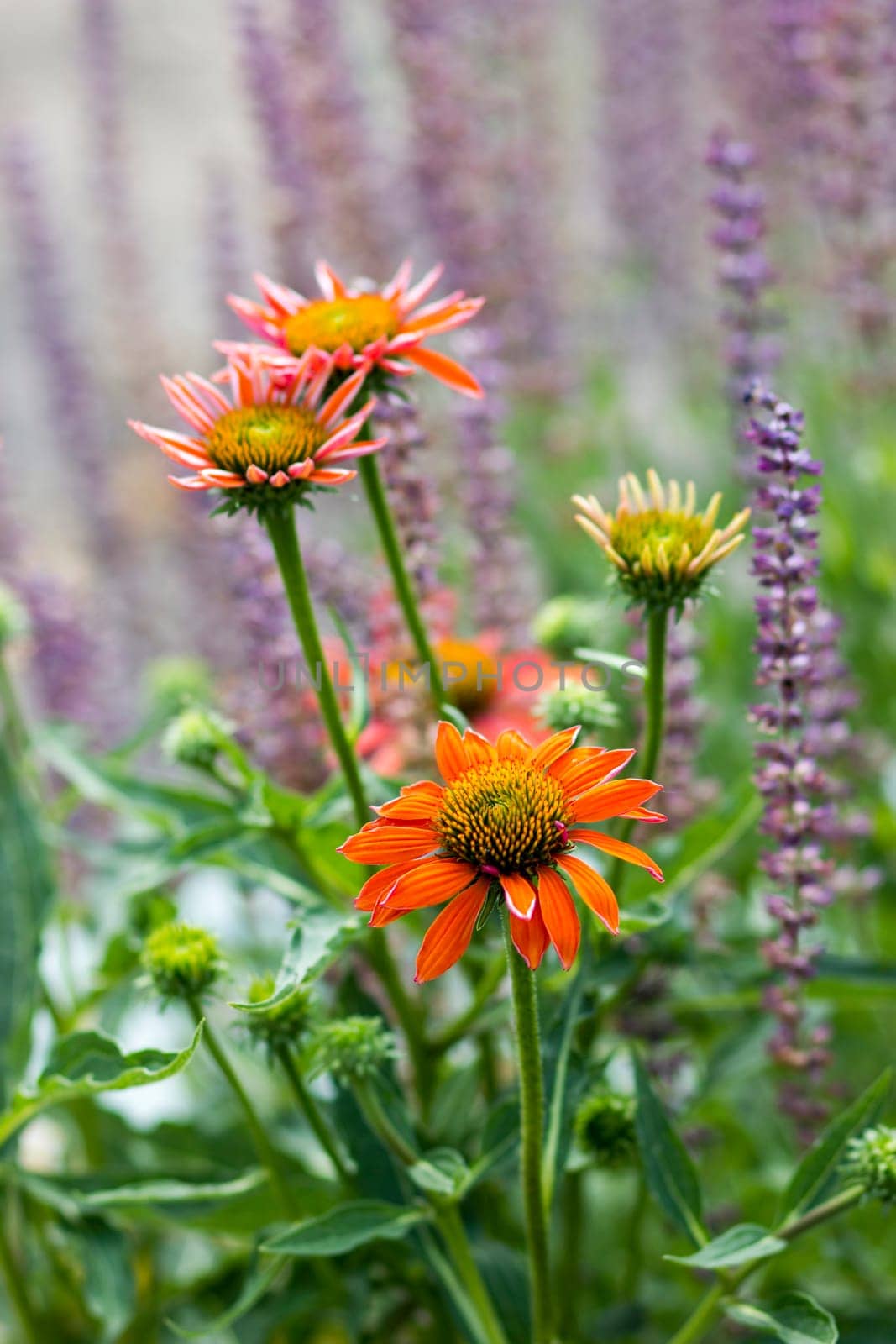 echinacea - coneflowers in the garden - abstrackt background