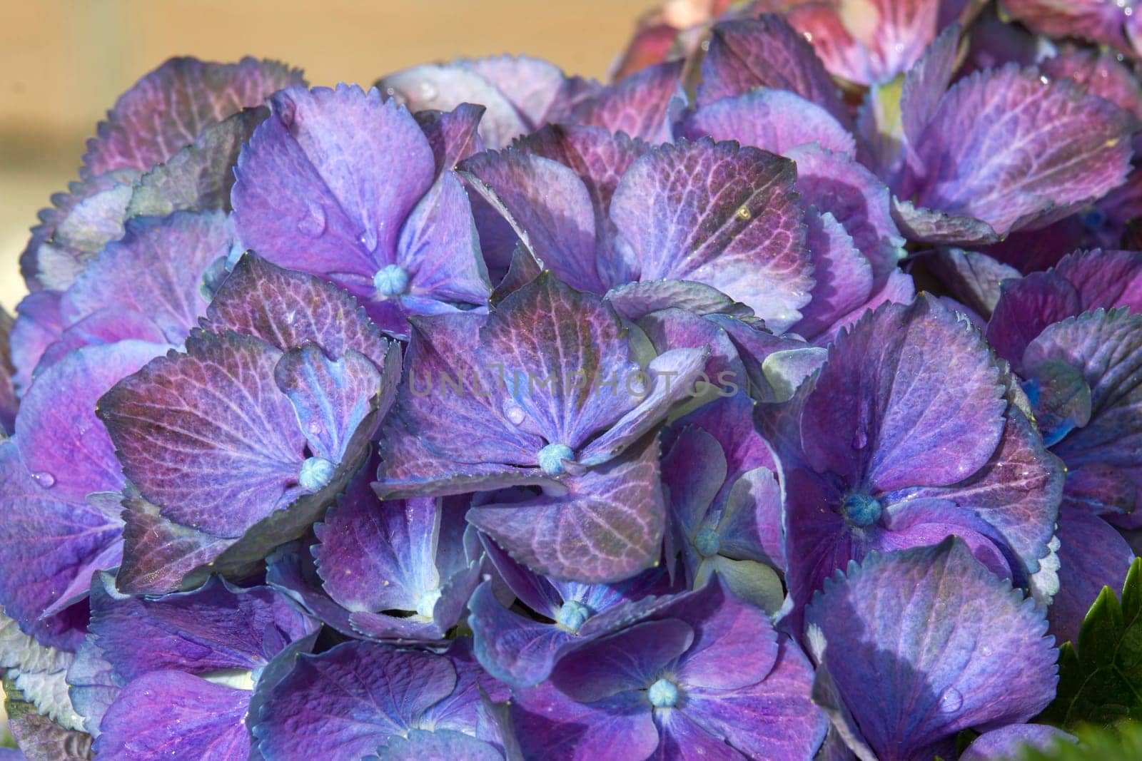 Macro image, blue hydrangea flower background