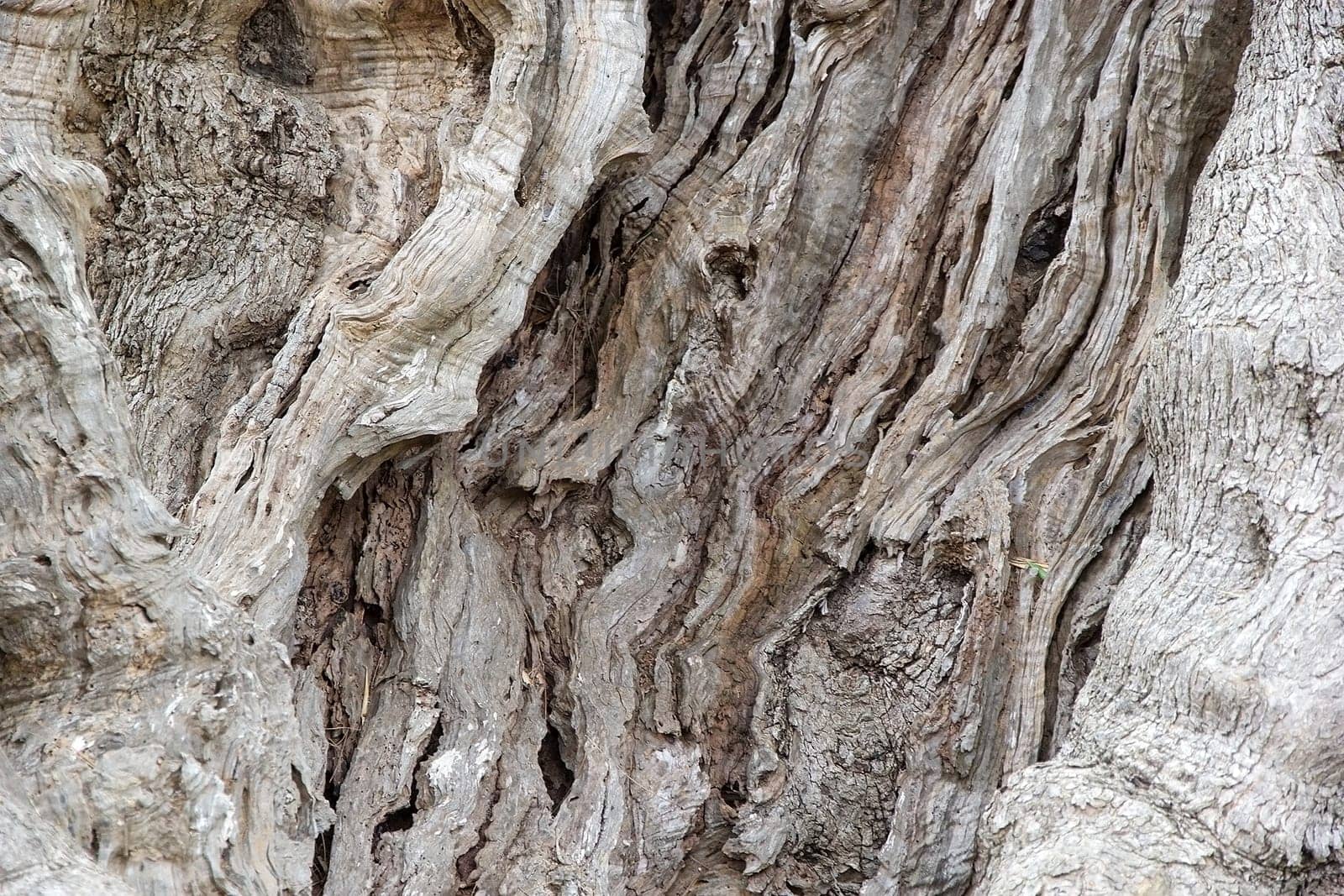 Surface of an ancient olive tree trunk