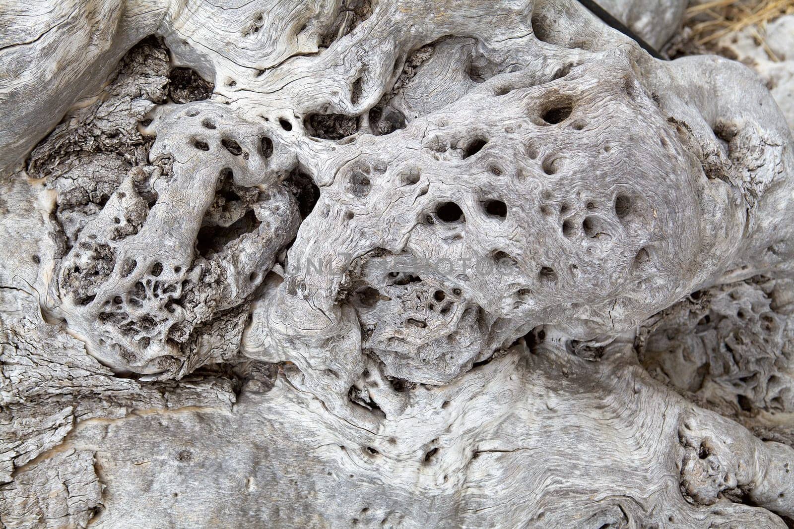 Surface of an ancient olive tree trunk