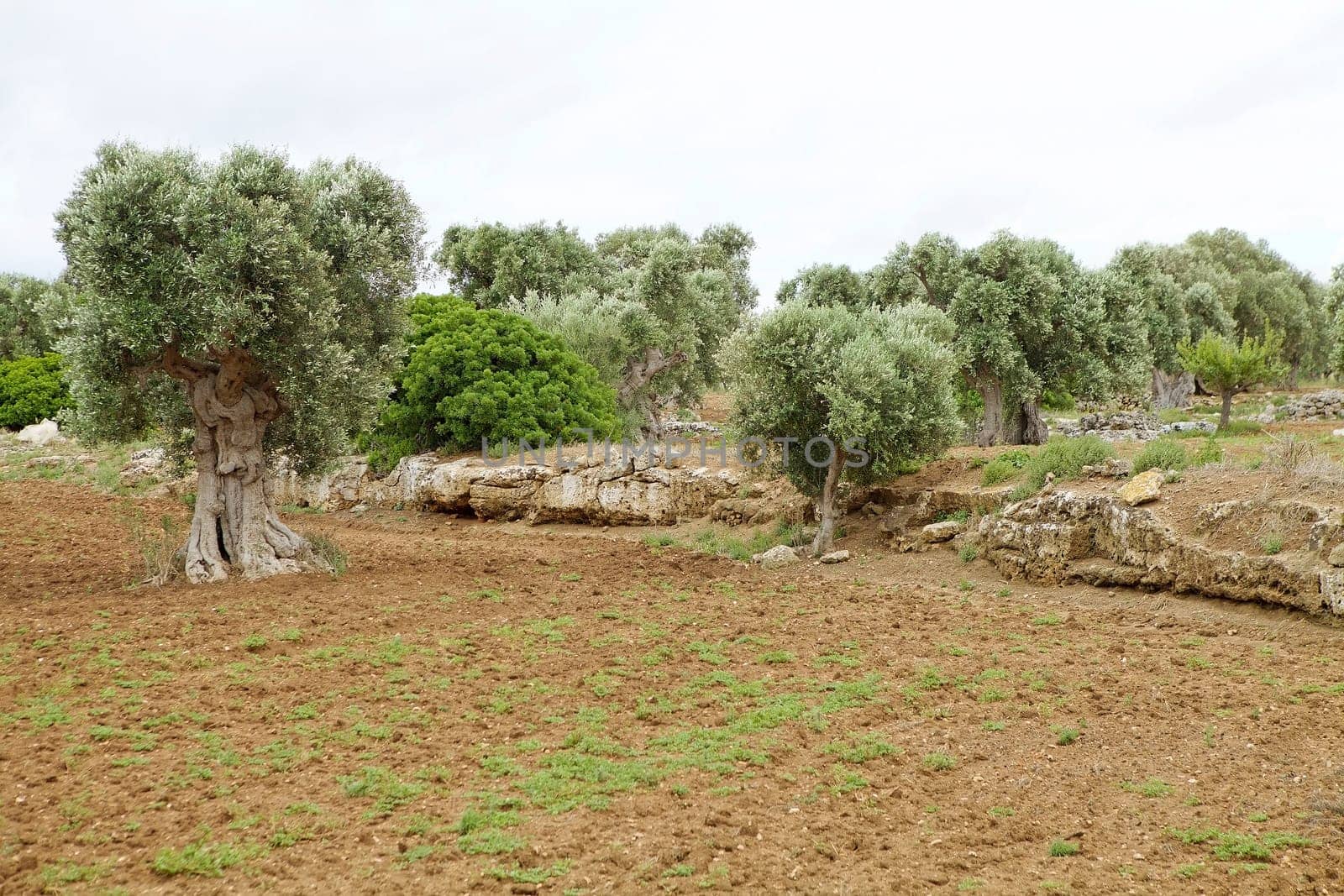 The olives at Egnazia, an ancient city of the Messapii as Egnazia Apulia was a medieval bishopric, which remains a Latin Catholic titular see. It is located near the modern Fasano, in Salento, in southern part of Apulia, region in southern Italy. The first settlement known in the place date from the Bronze Age.