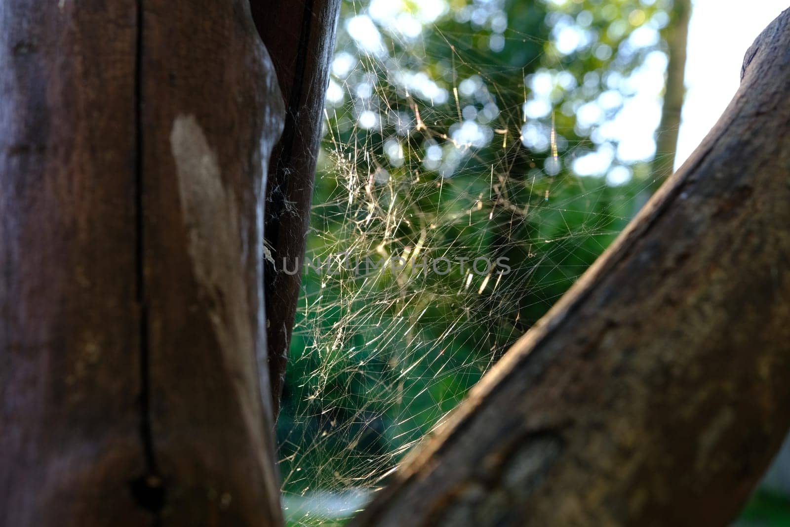 Spider-wasp Argiope bruennichi on own web at autumn morning.
