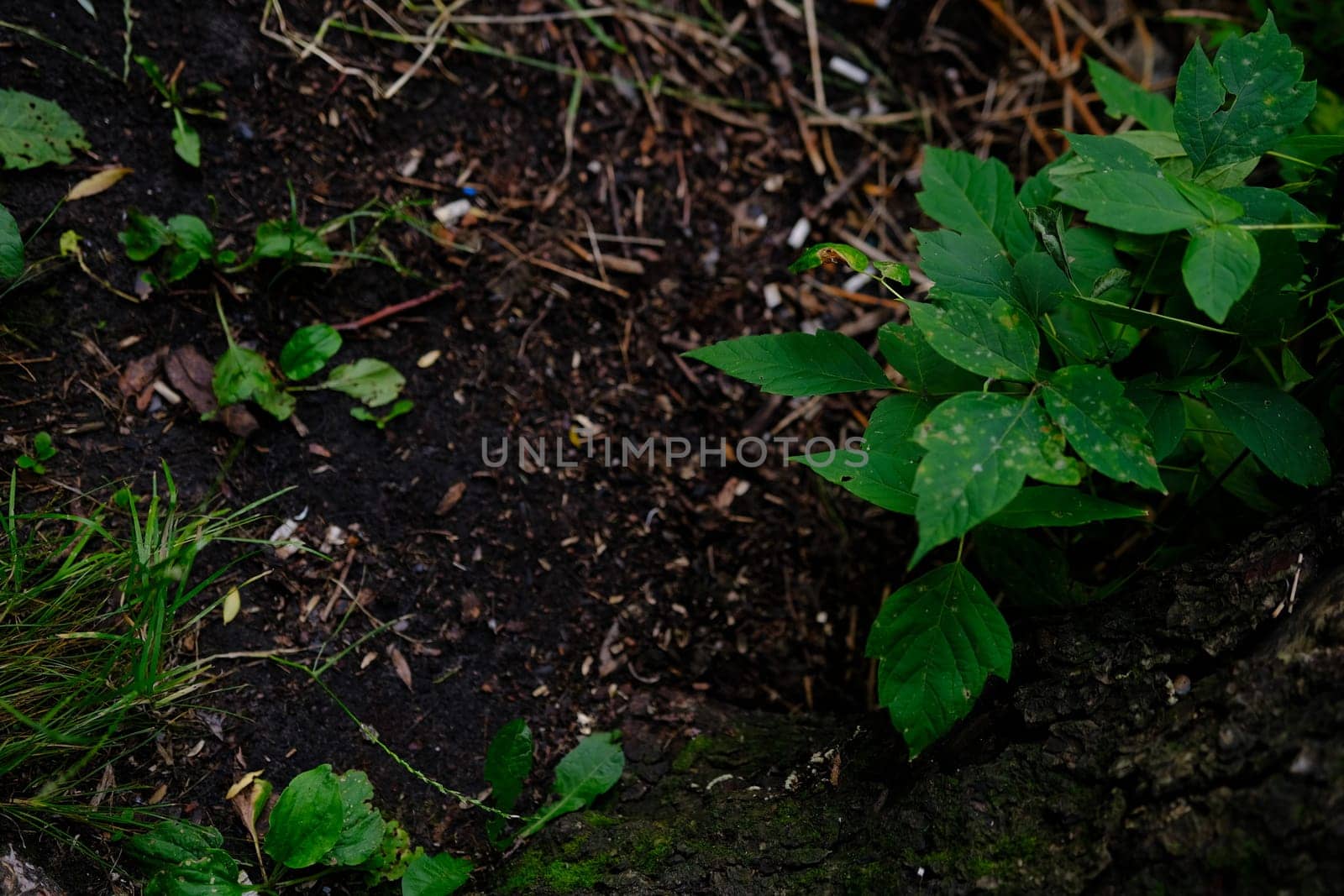 Earth ground covered with compost mulch fragment as a texture background.