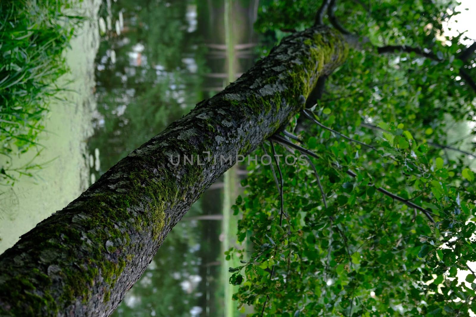 Close up the old bark on big tree with branch and leaf.