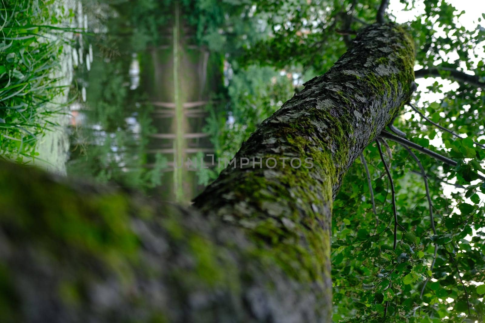 Close up the old bark on big tree with branch and leaf.