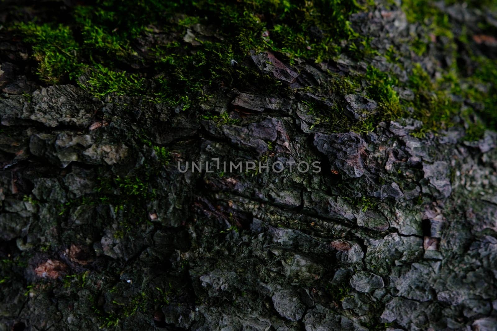 the bark of the tree with some moss
