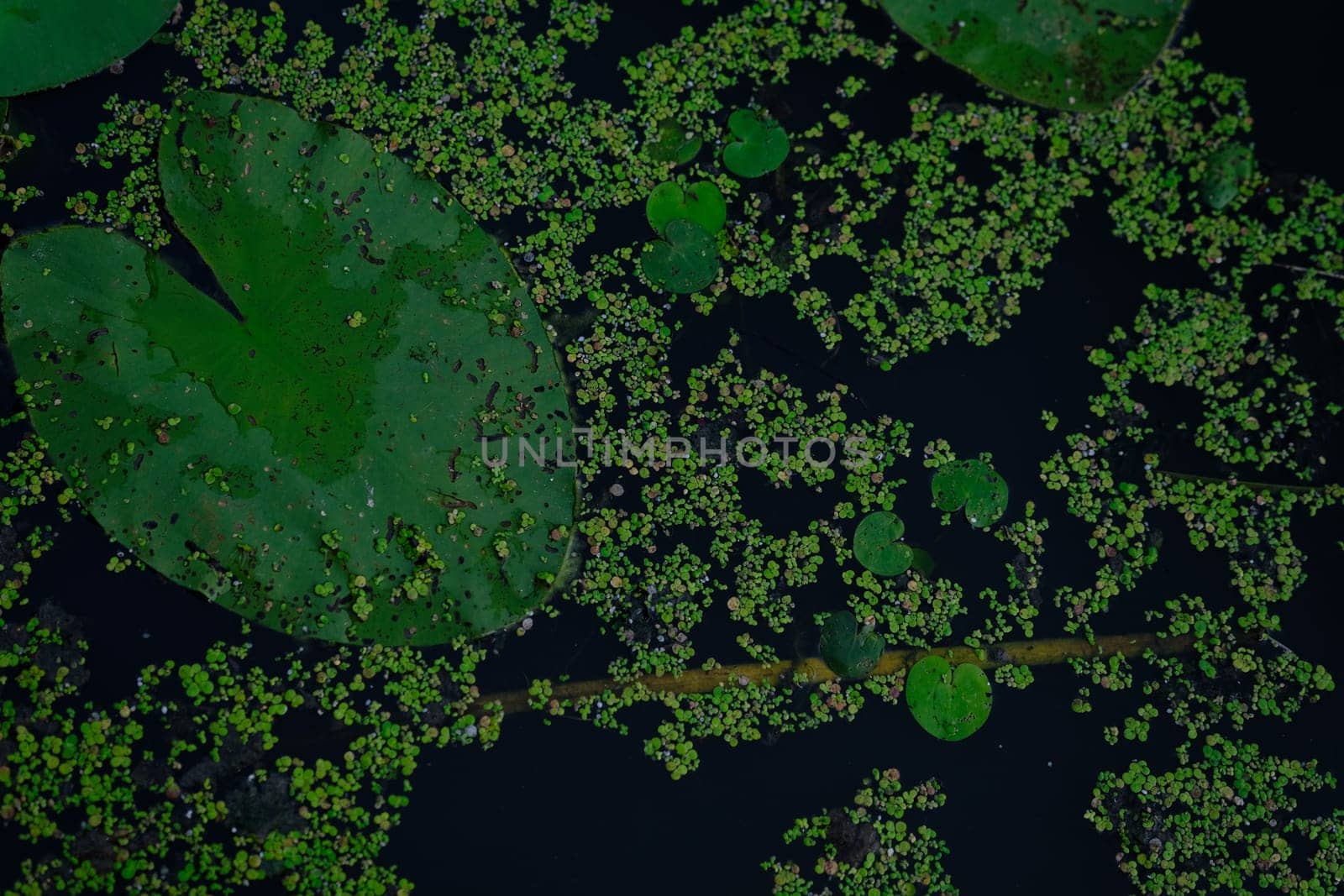 Top view of water lilies. Beautiful shape oh the liafe.