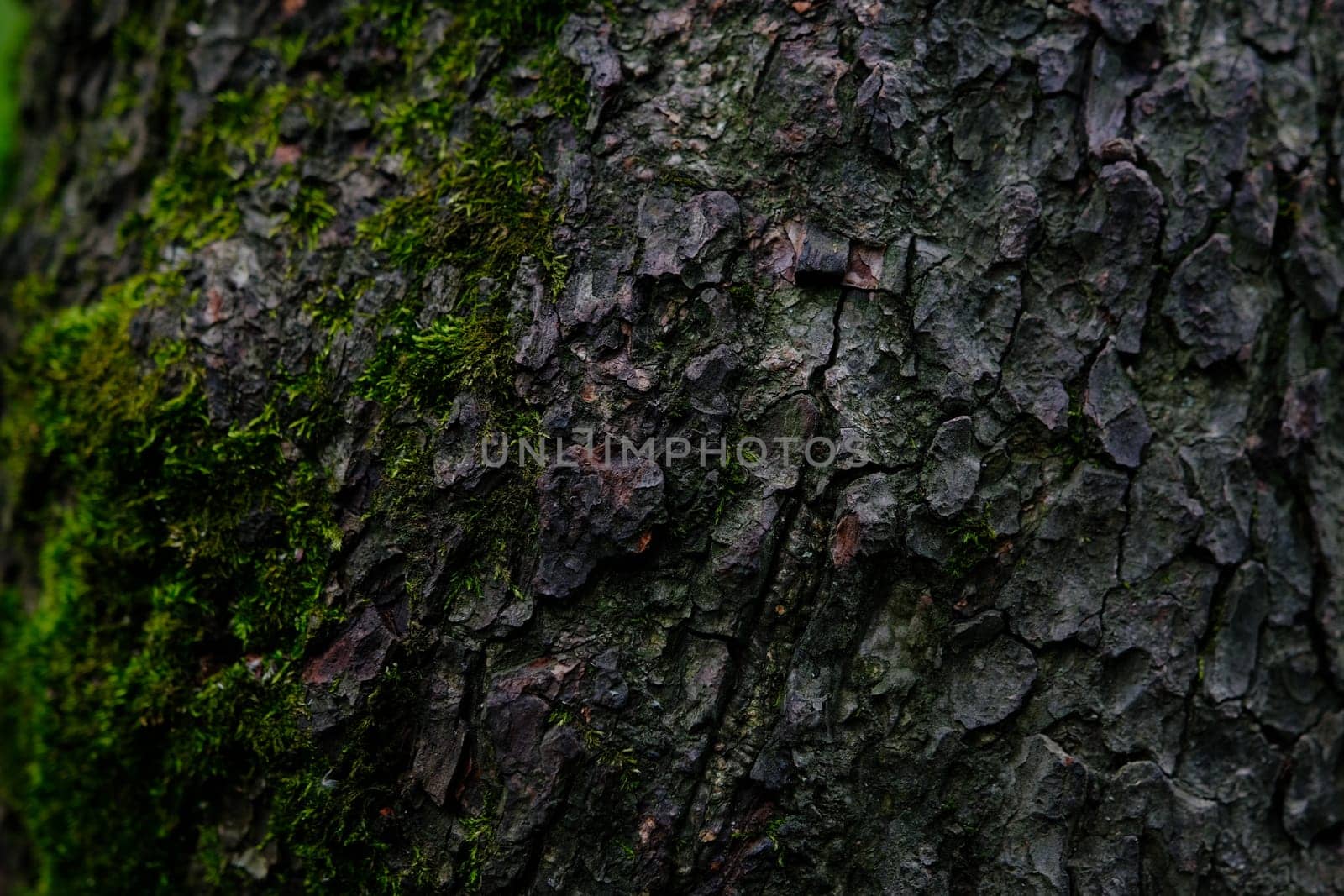 the bark of the tree with some moss