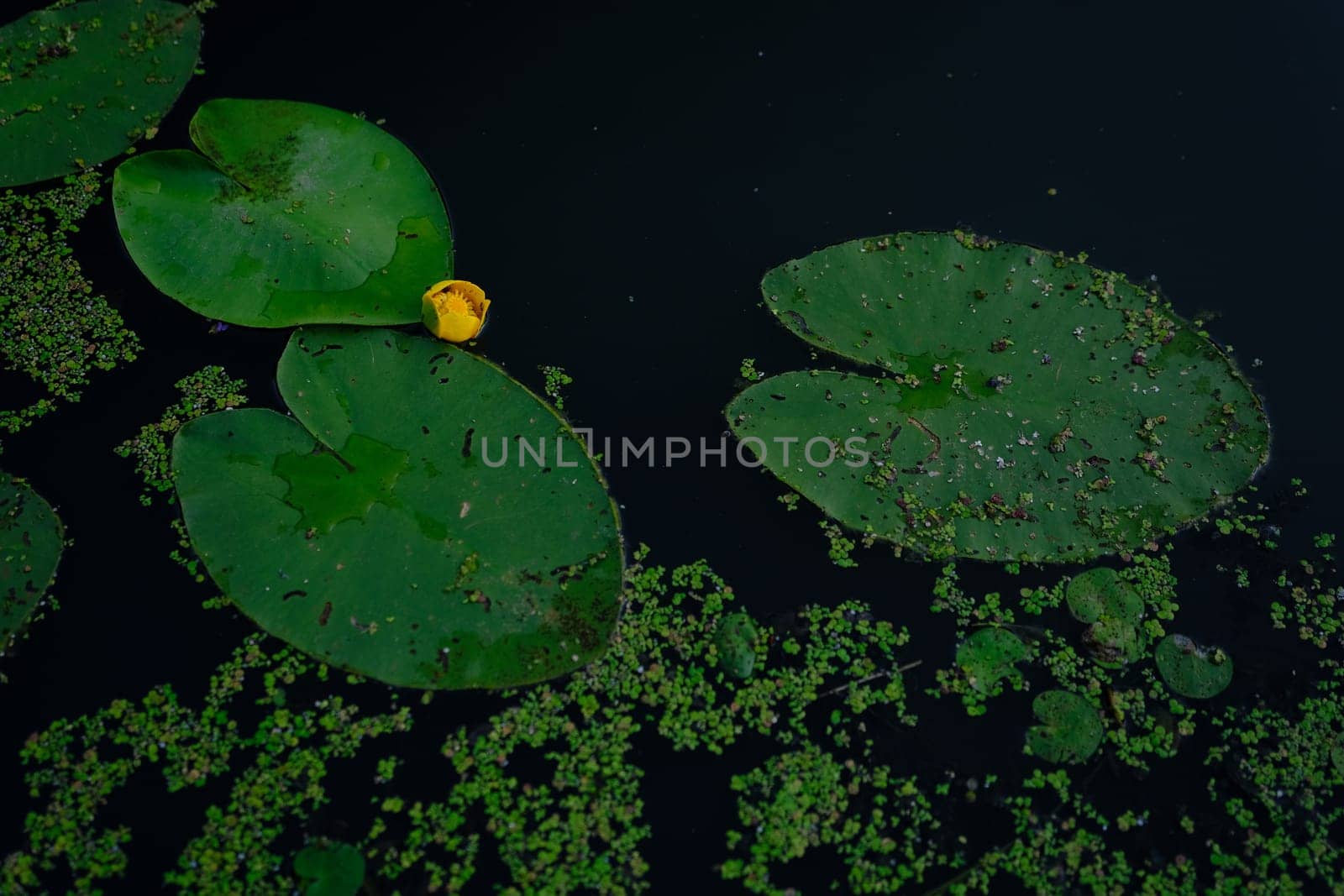Top view of water lilies with yellow flowers in a pond.