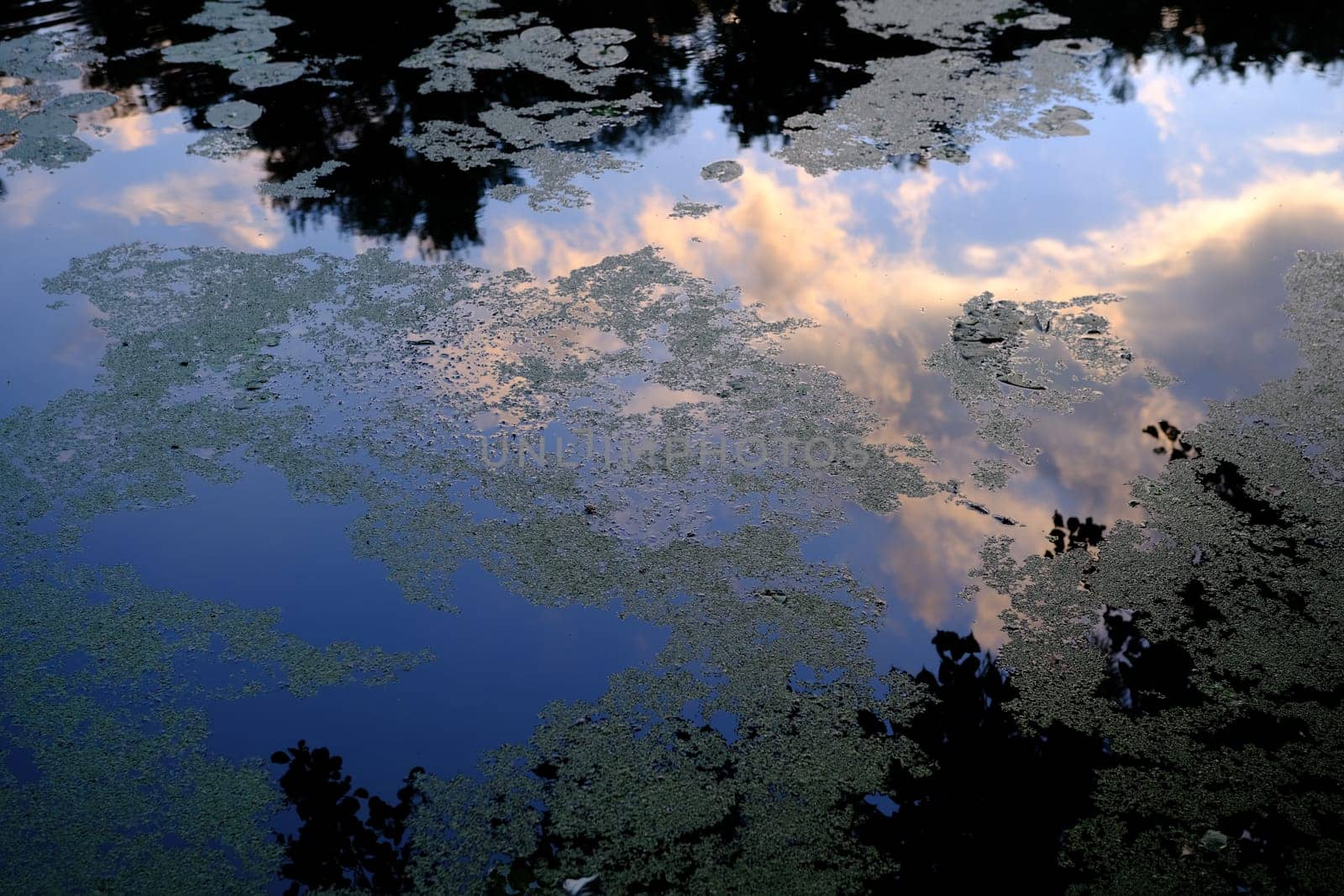 Closeup of pond surface from ground level with reflection of cloudy sky in summer Park and Aquatic Gardens during Lotus and Water Lily Festival.