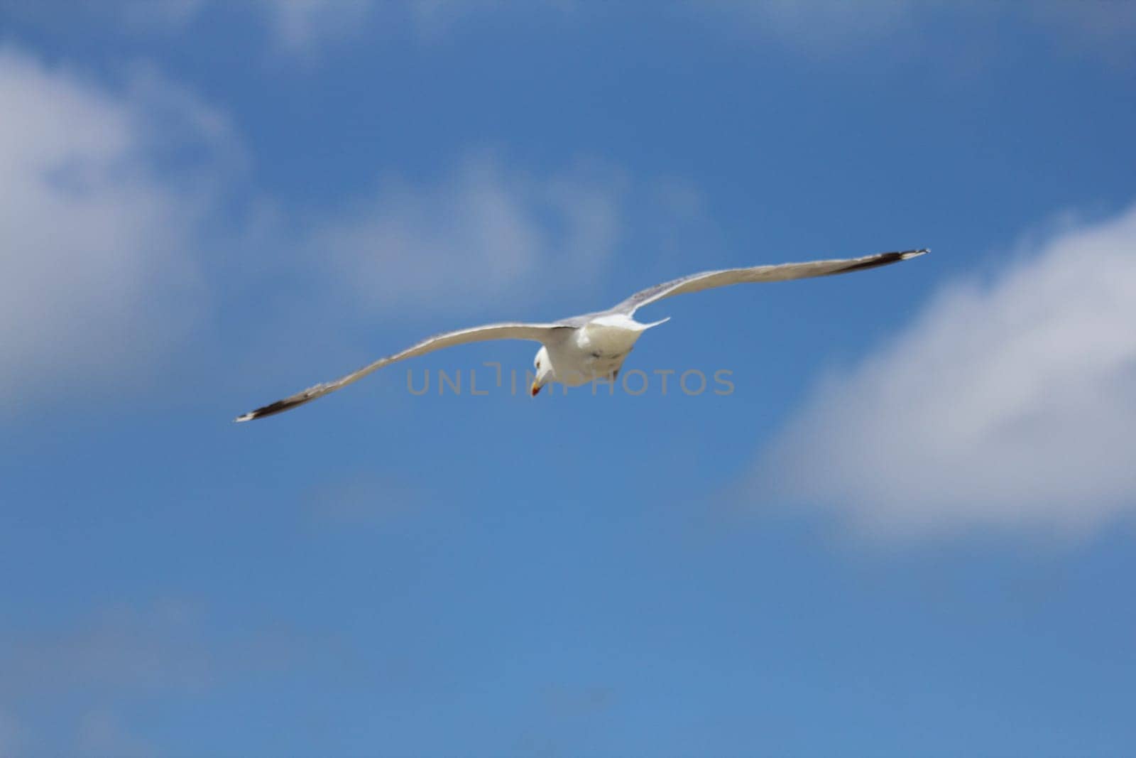 Close-up of a flying gull, with blue sky background .Nahaufnahme einer fliegenden Silbermöwe, mit blauem Himmel im Hintergrund.