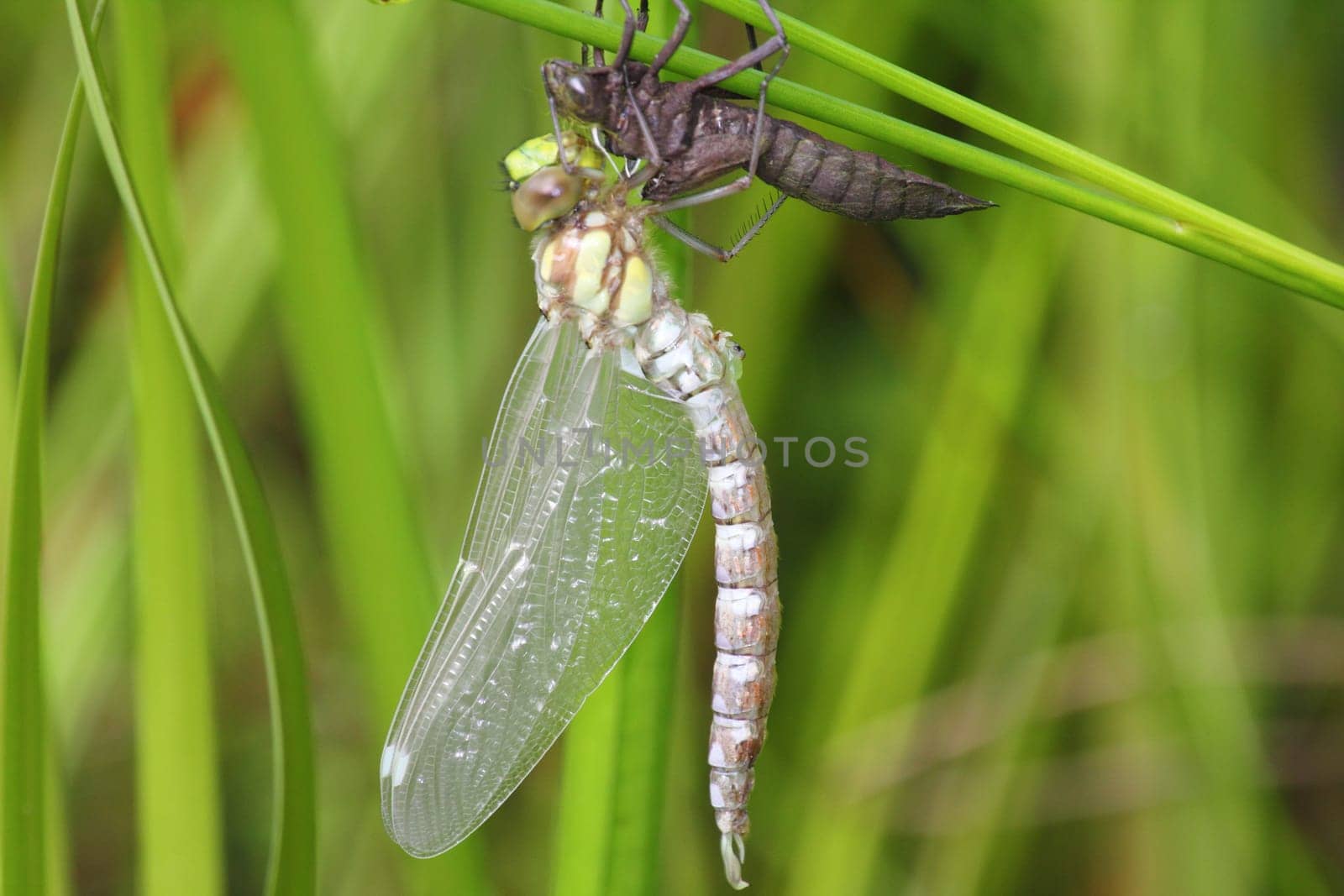 Newly hatched Great King's belle (Anax imperator) on her exuvie.Frisch geschlüpfte Große Königslibelle (Anax imperator) an ihrer Exuvie.