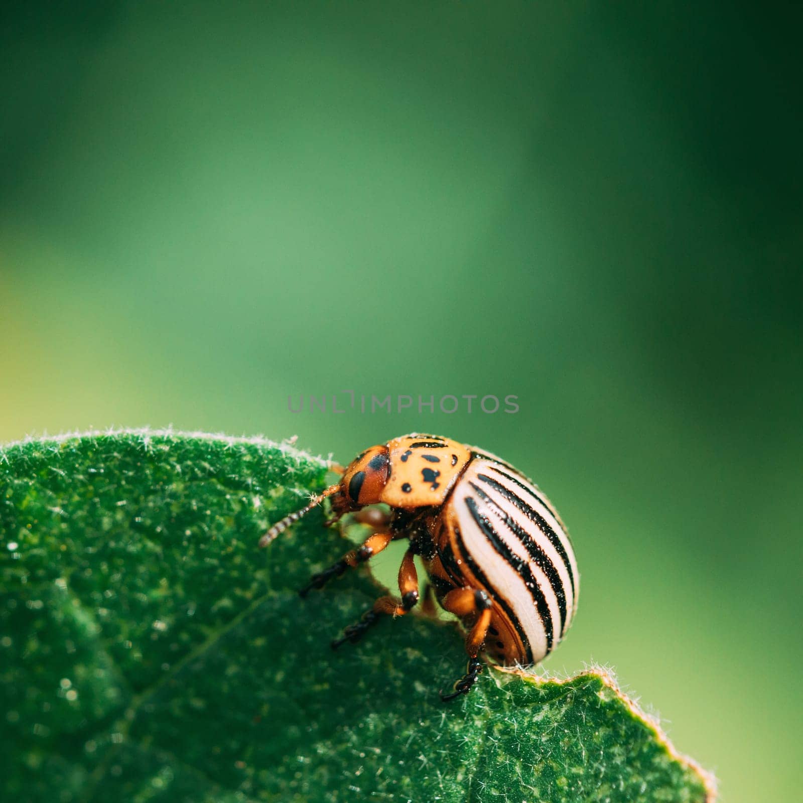 Colorado Striped Beetle - Leptinotarsa Decemlineata. This Beetle Is A Serious Pest Of Potatoes.