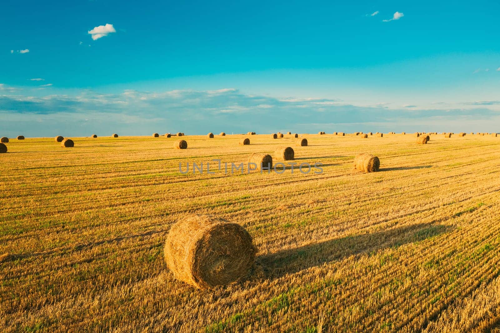 Elevated View Of Summer Hay Rolls Straw Field Landscape In Evening. Haystack, Hay Roll in Sunrise Time.