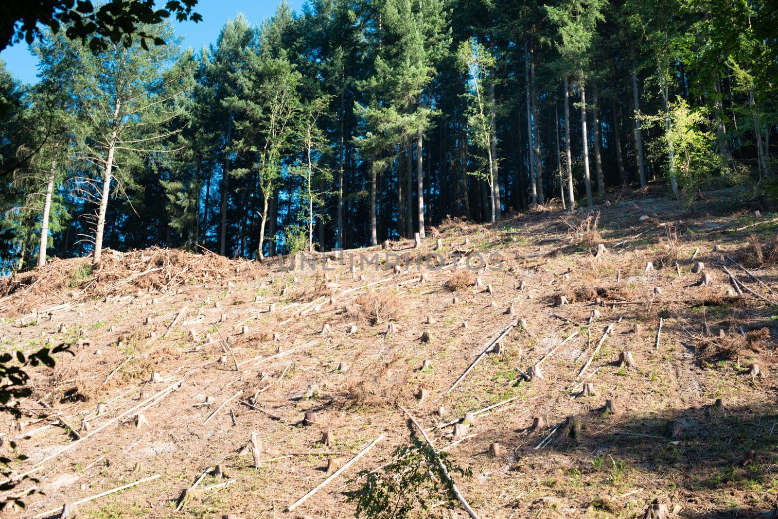 Forest in Germany, cut down trees, dried out ground after heat wave in summer, global warming and climate change, damage of the environment