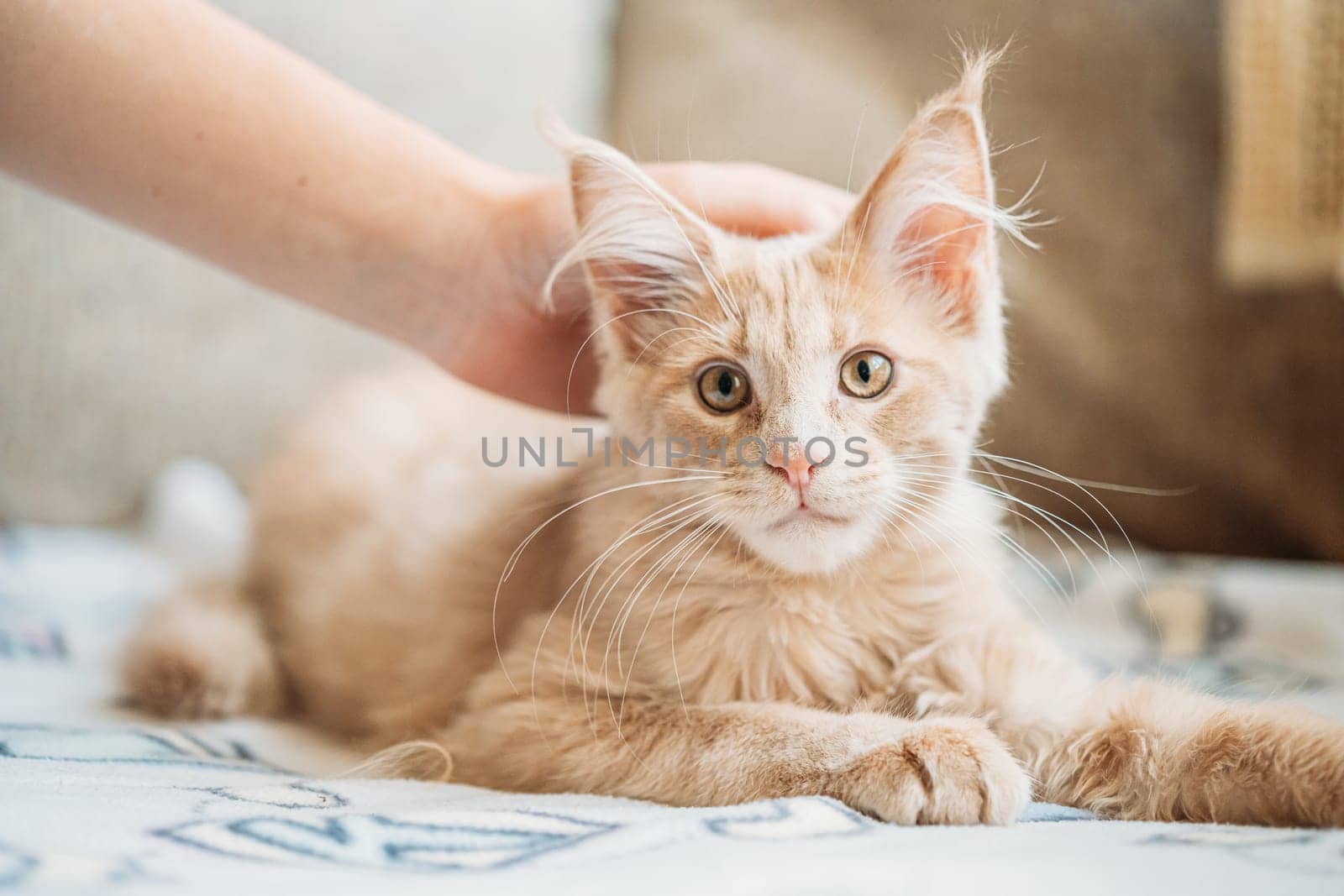 Woman Stroking Funny Curious Young Red Ginger Maine Coon Kitten Cat Sitting At Home Sofa. Coon Cat, Maine Cat, Maine Shag. Caress.