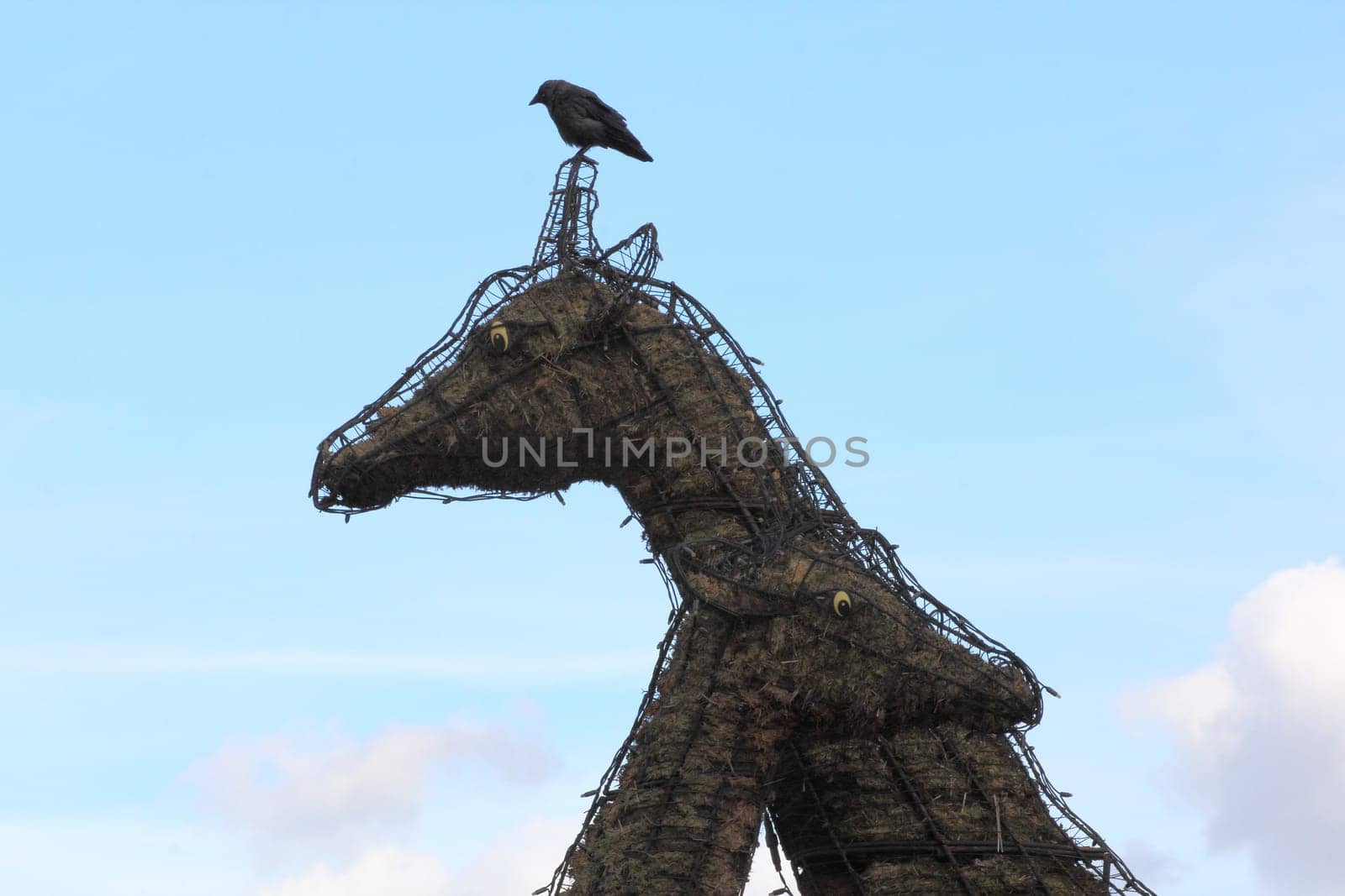 Giraffe head, with Blue sky in the background.Giraffenkopf, mit blauem Himmel im Hintergrund.