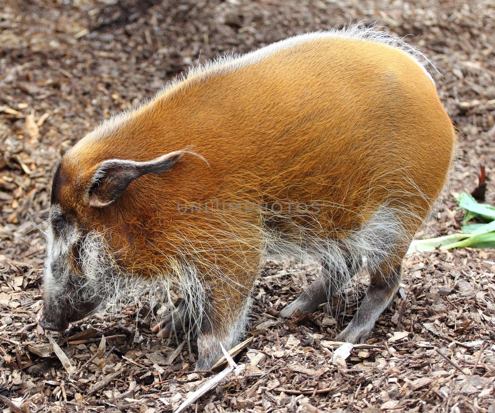 A male brush ear or river hog, (Potamochoerus porcus) .Ein Männliches Pinselohr oder auch Flussschwein, (Potamochoerus porcus) .