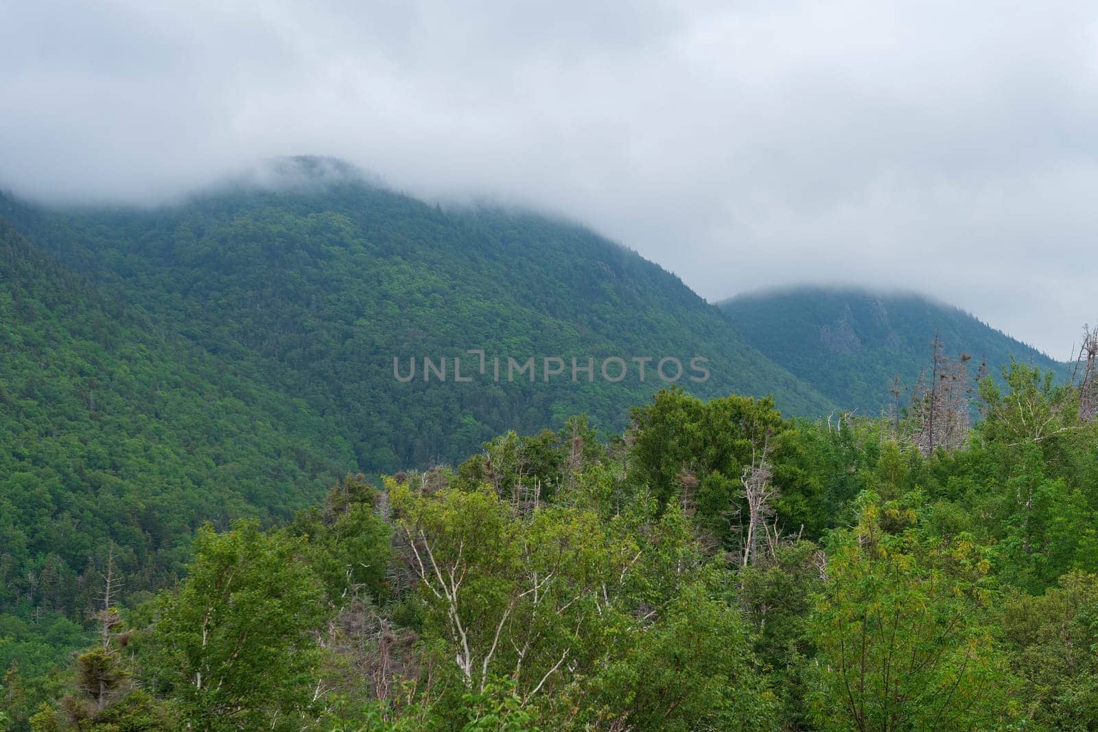 Morning Mist in the Coastal Highlands in Cape Breton Highlands National Park in Nova Scotia