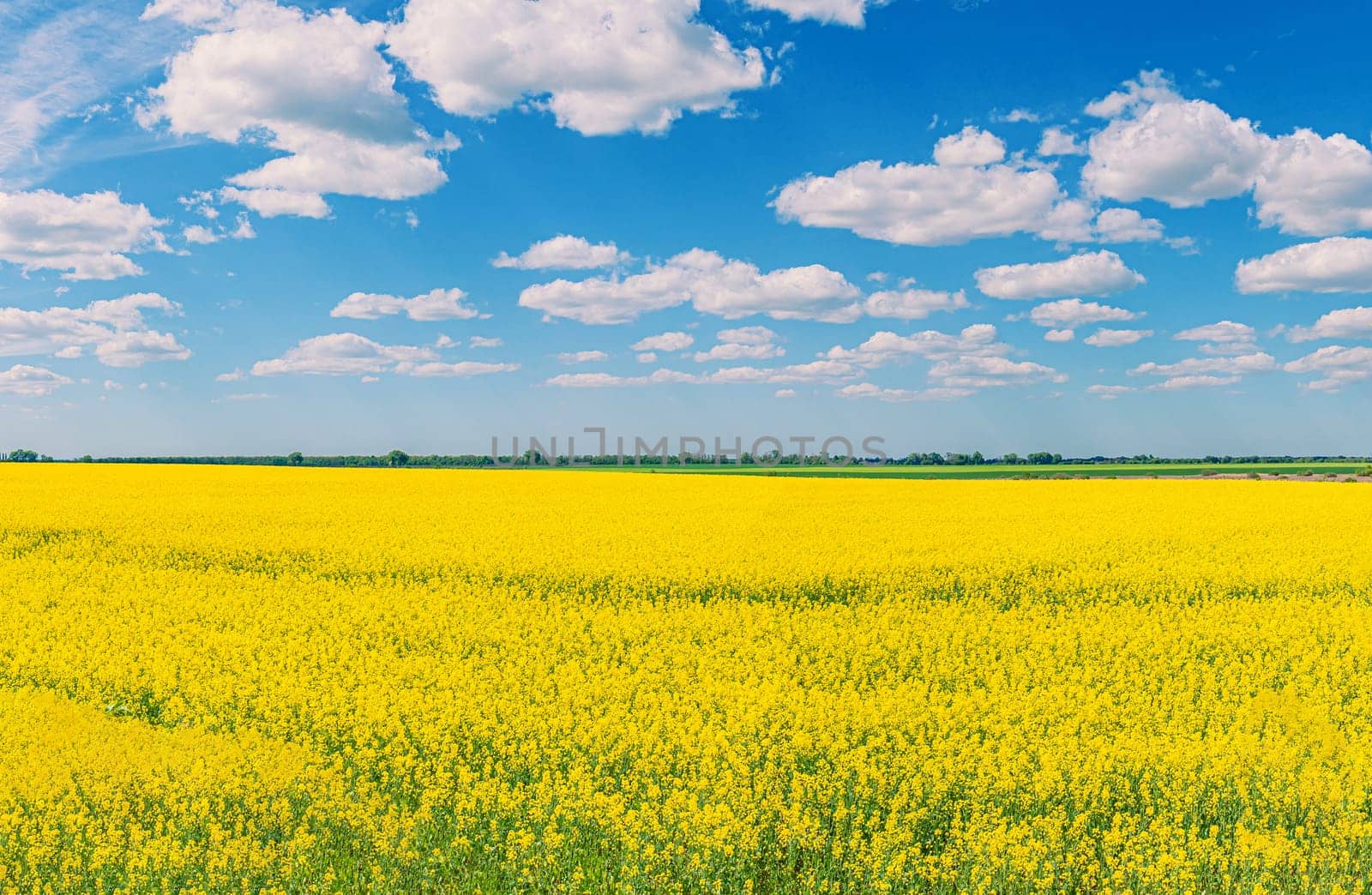 A field with yellow flowers and a blue sky with clouds, similar to the flag of Ukraine