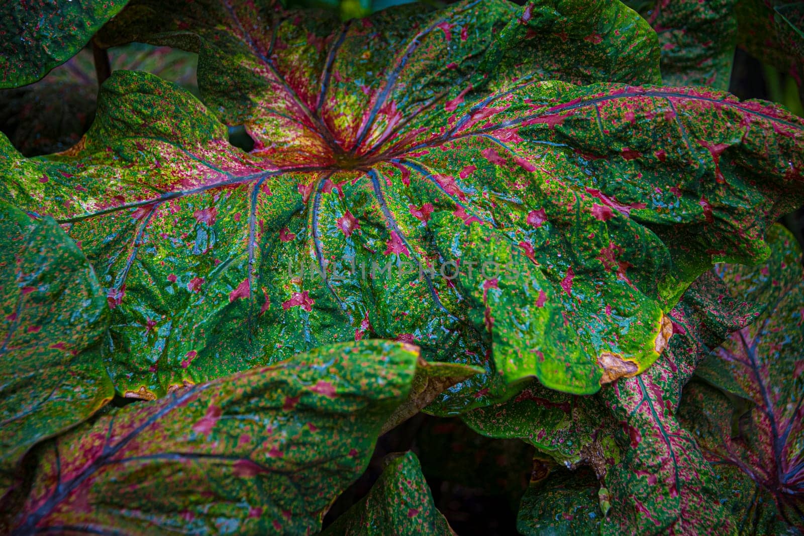 Textured leaf of of colorful caladium, latin name caladium bicolor, also called Heart of Jesus
