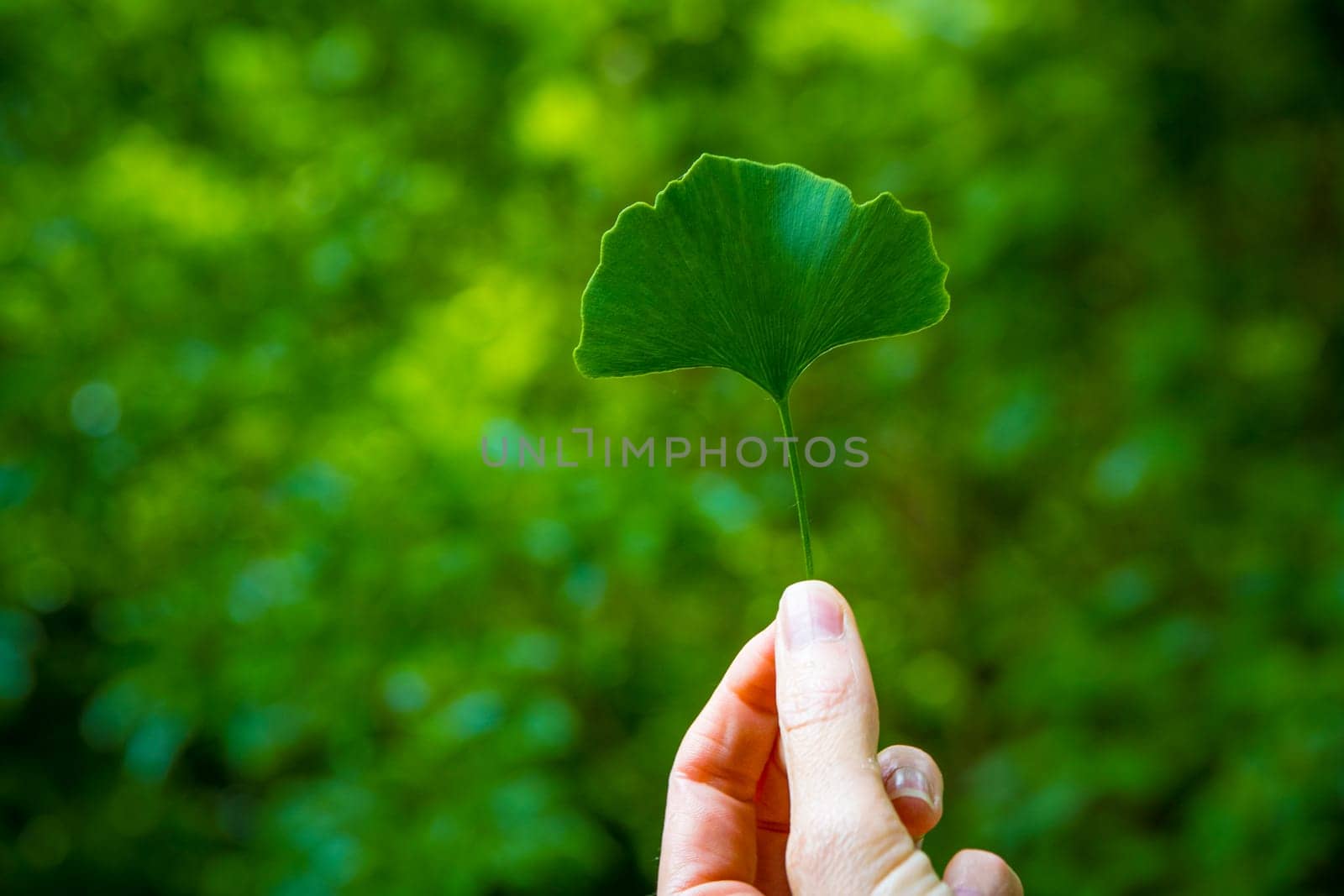 Hand holding Ginkgo leaf rom maidenhair tree, of which the extract is commonly used as a dietary supplement. Green blurry out of focus background.