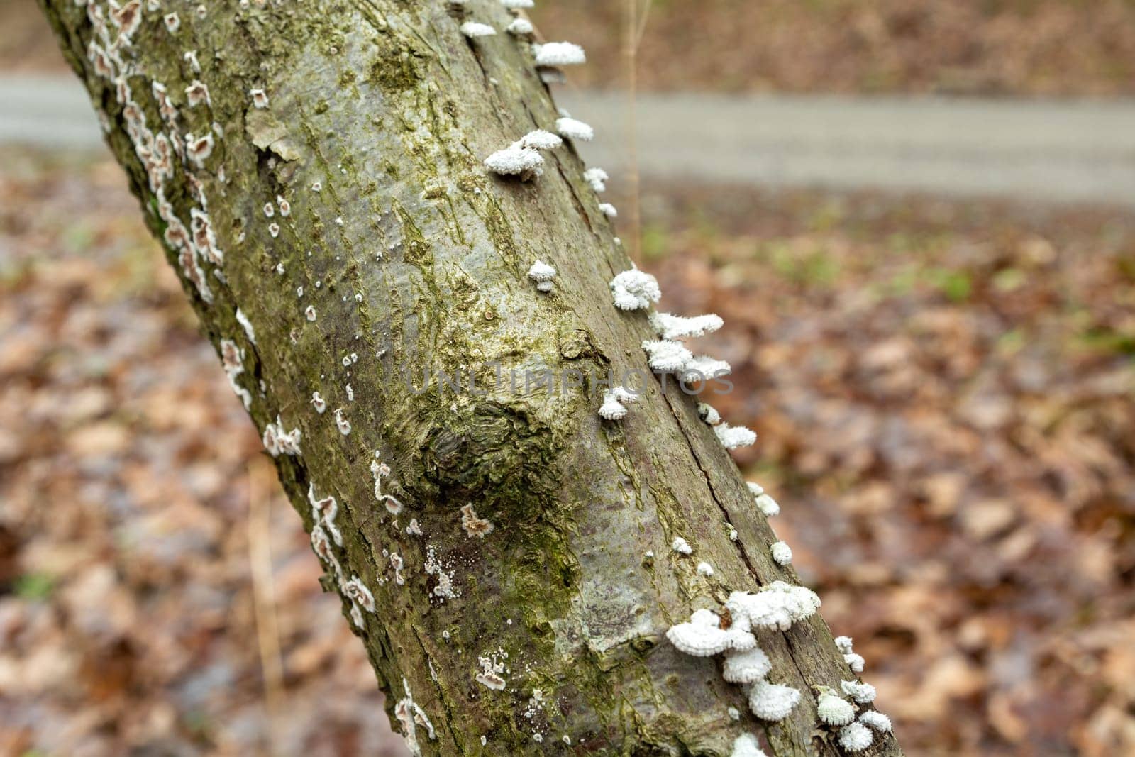 White mushrooms on a tree trunk in the autumn forest