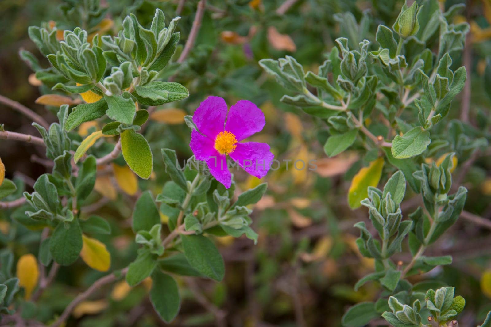 Cistus albidus, the grey-leaved cistus, is a shrubby species of flowering plant in the family Cistaceae, with pink to purple flowers, native to south-western Europe and western north Africa.