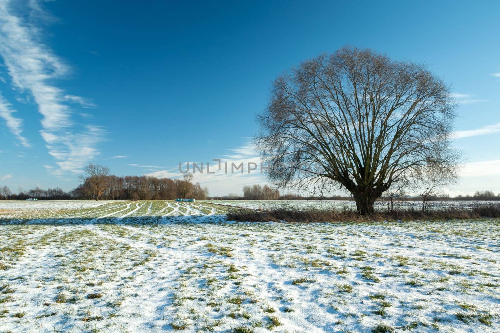 Snow on the meadow and a large tree, winter view