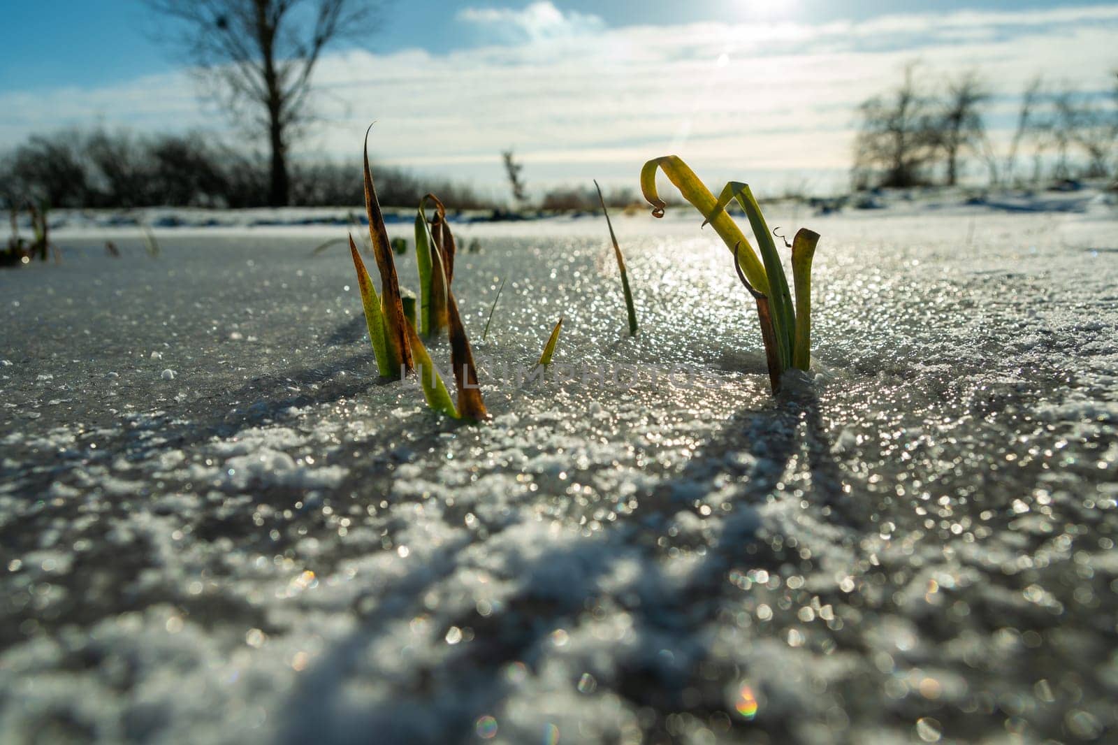 Grass plants in the frozen water and sunlight, winter day