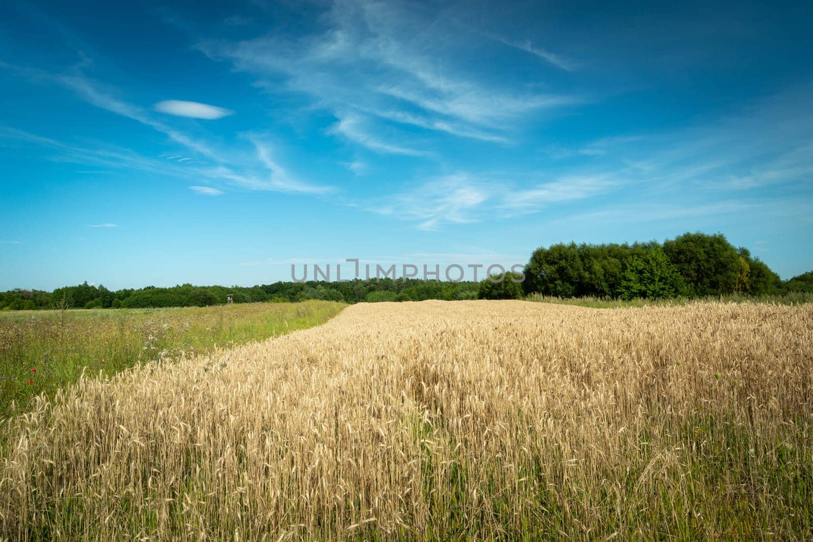 Grain field, green trees and blue sky, summer rural view