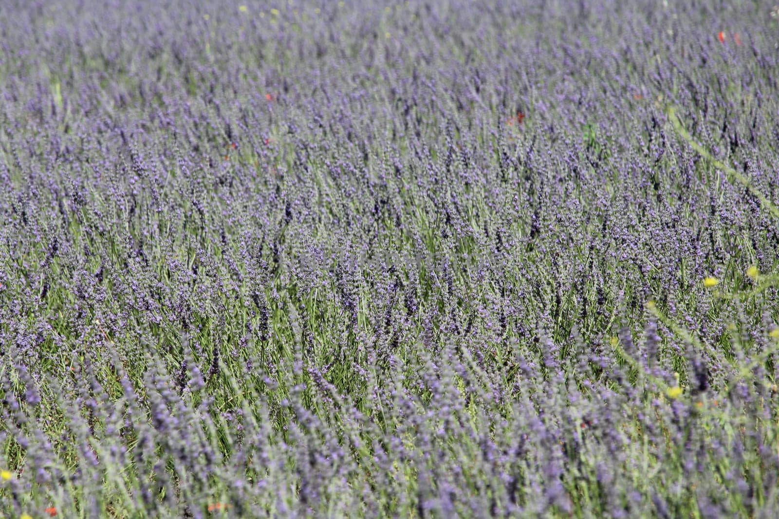 beautiful lavender field in purple flower with an incredible aroma