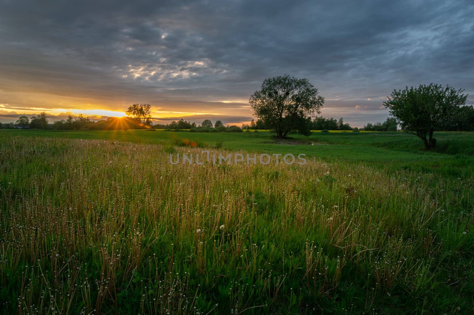 Beautiful sunset over a green meadow with trees, Zarzecze, Poland